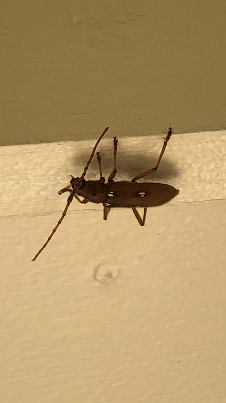 Is this some type of Roach or Beetle? North Texas, USA whatsthisbug