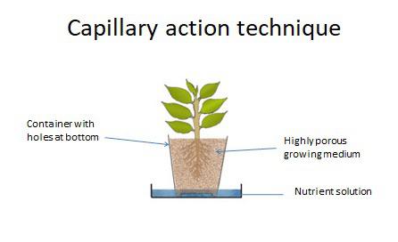 Capillary Action In Plants Diagram