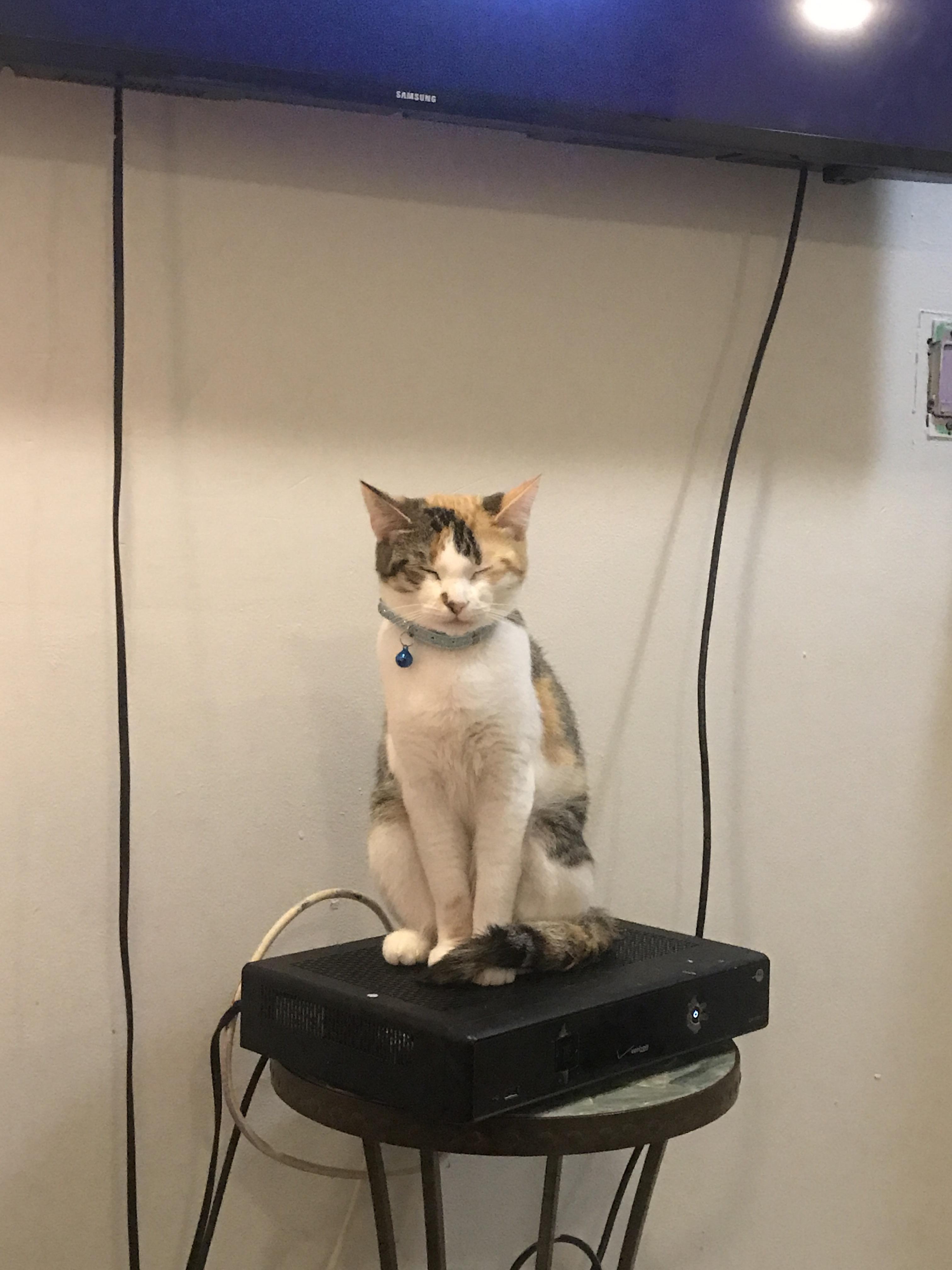 Every time I watch tv my cat jumps on the cable box and falls asleep