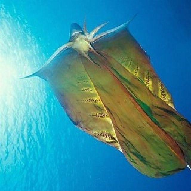 Blanket Octopus in Bermuda are they dangerous? I was in Bermuda a