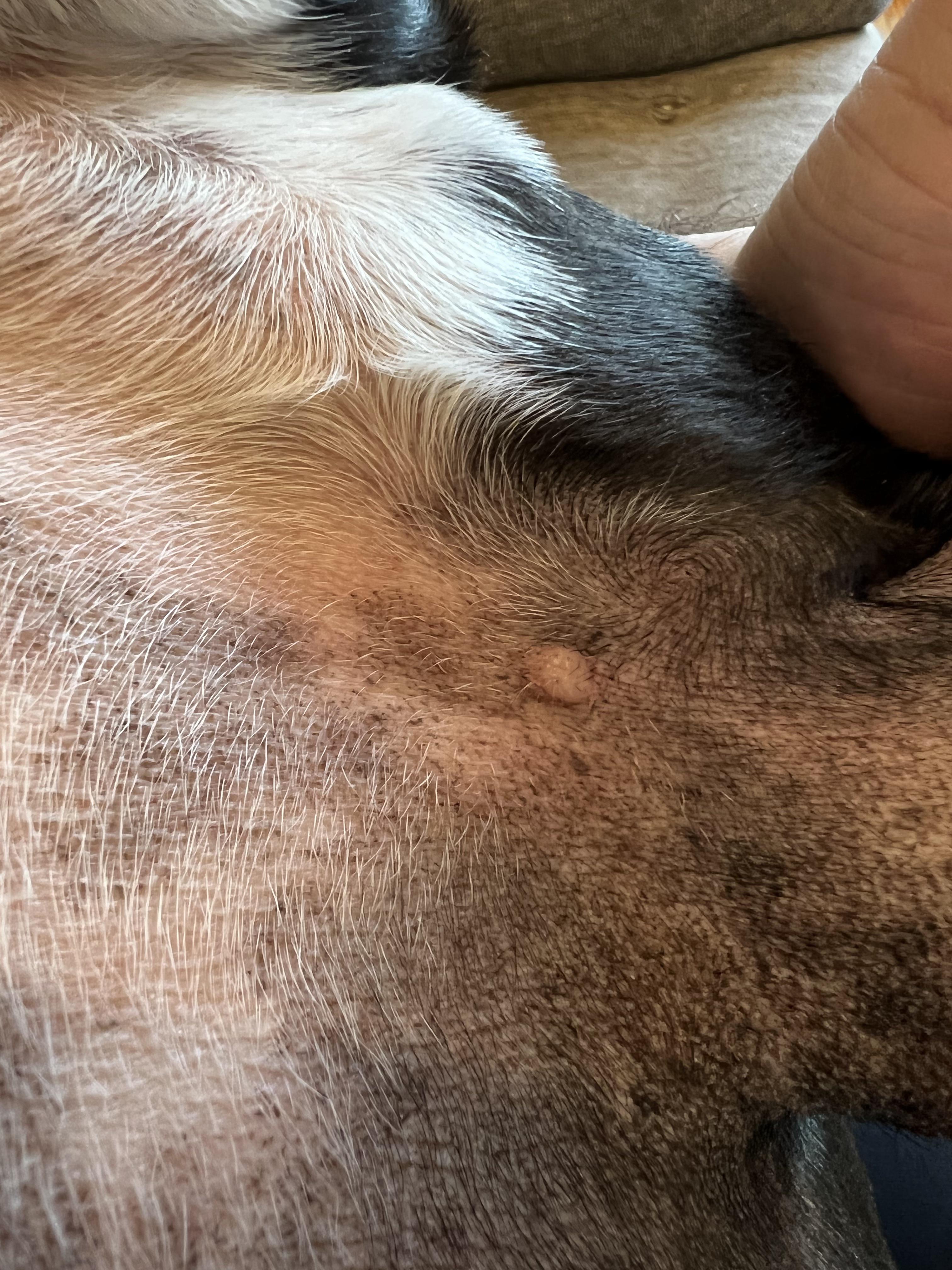 Skin lump by my dogs armpit. Thought it was a pimple but it’s gotten