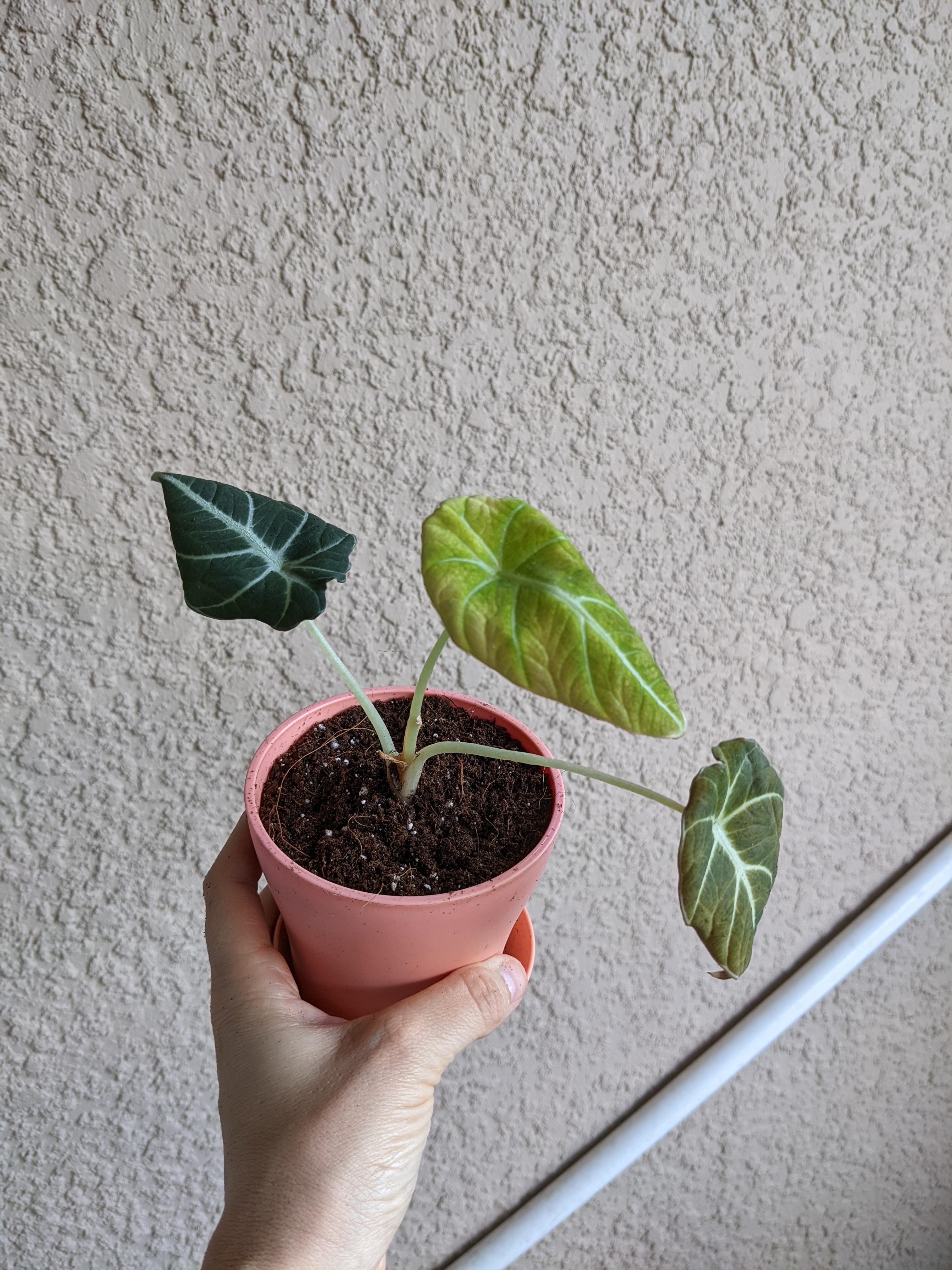 Leaves losing color! r/plantclinic