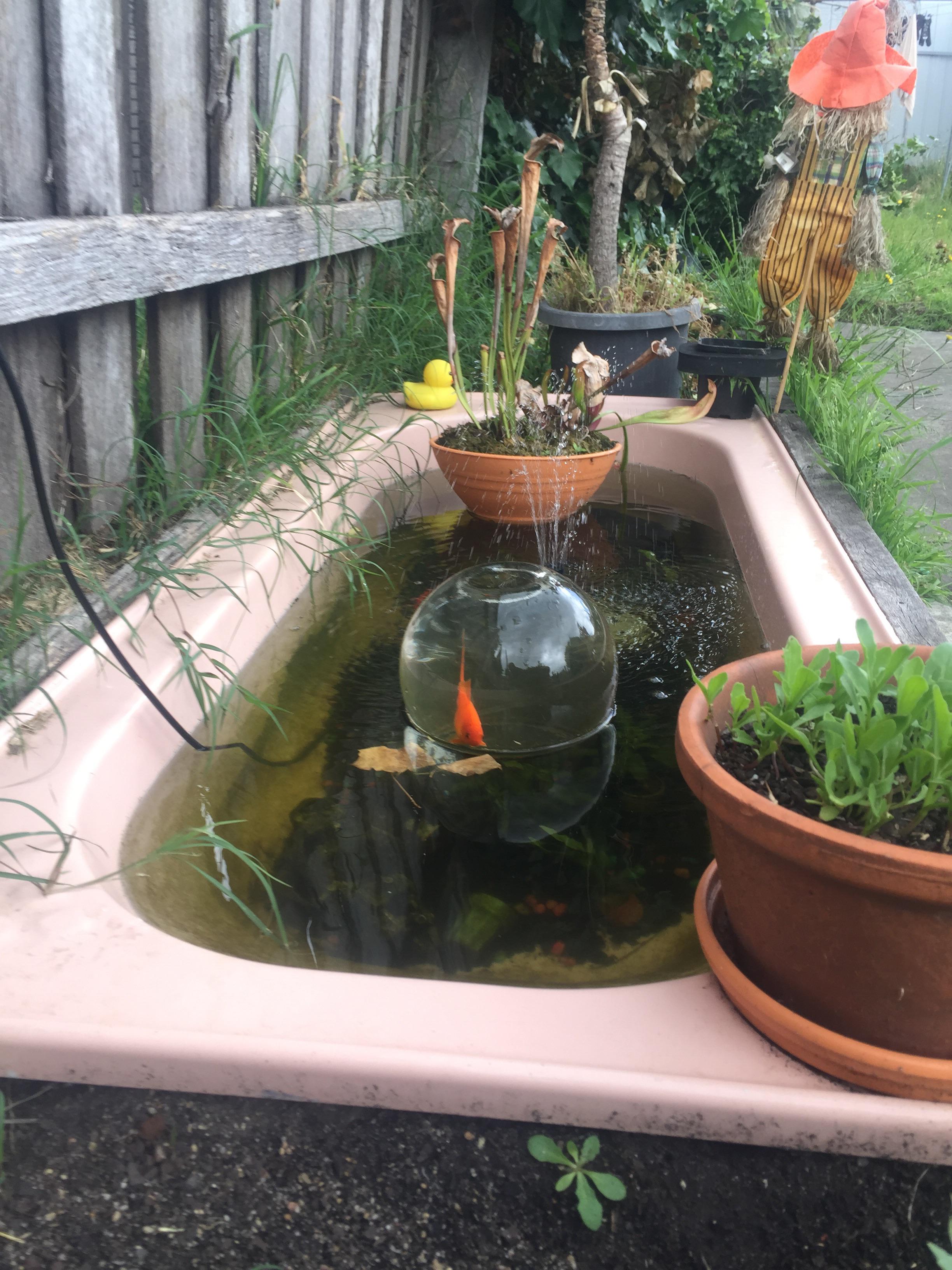 Backyard pond I made out of an old bathtub. Featuring Toulouse swimming