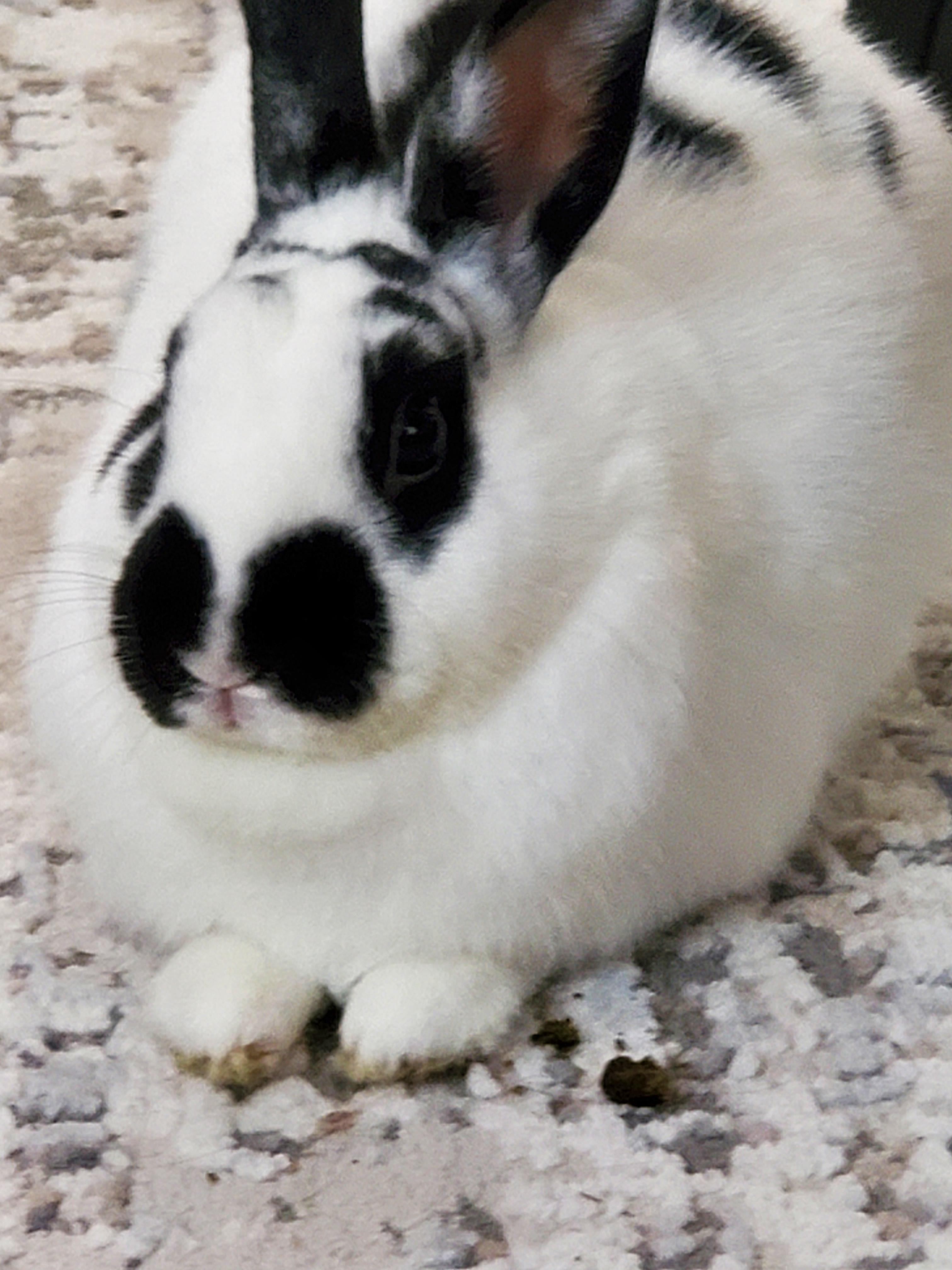 Watched her eat her poop and spit it out on the carpet r/Rabbits