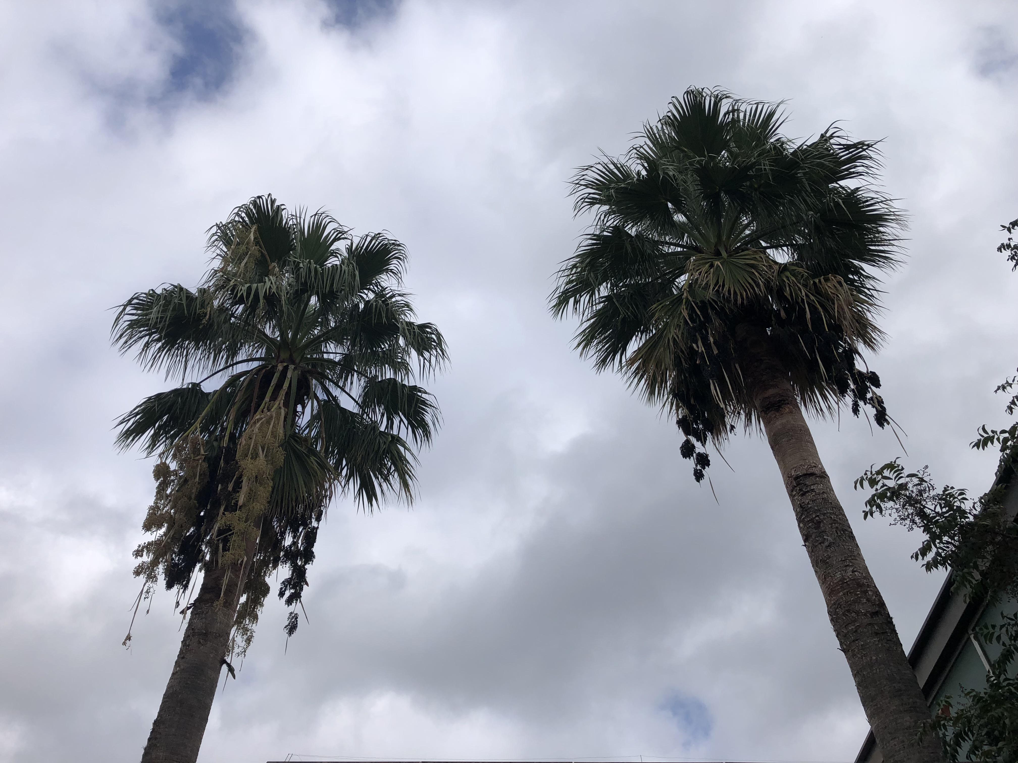 Washingtonia palm trees, Oak Lawn Library in Dallas. 20 years old this