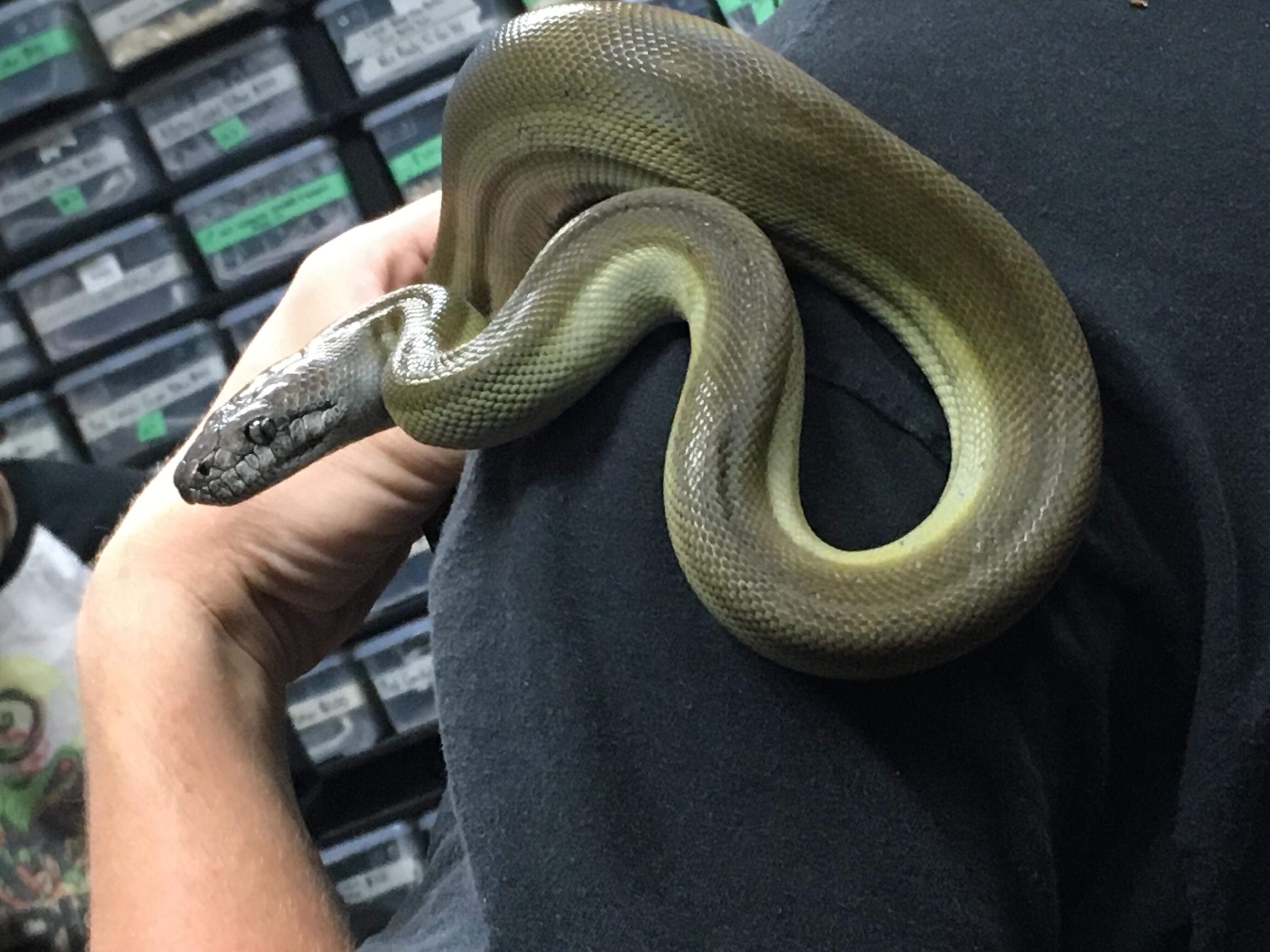 After years and YEARS of searching I will finally have my dream snake