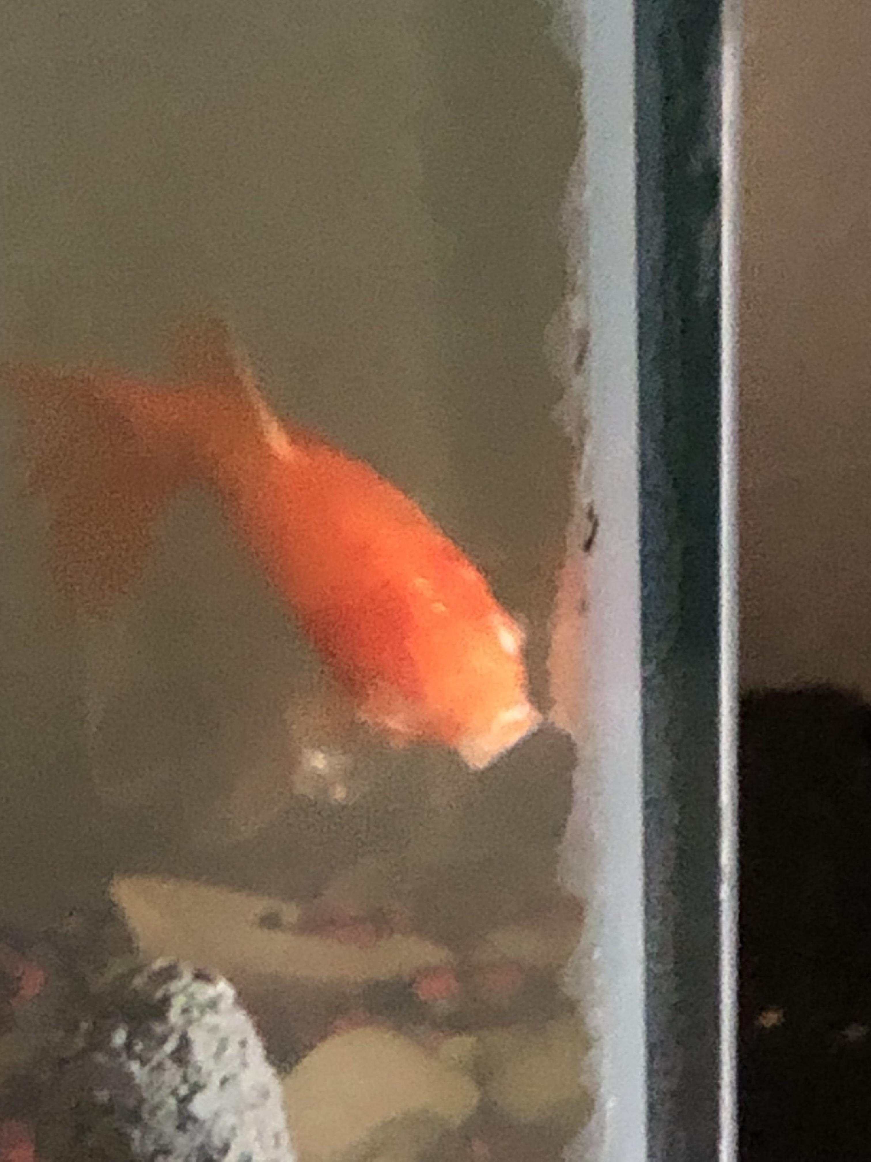 What can/should I do about this he’s blind but doesn’t seem to have any problems r/Goldfish