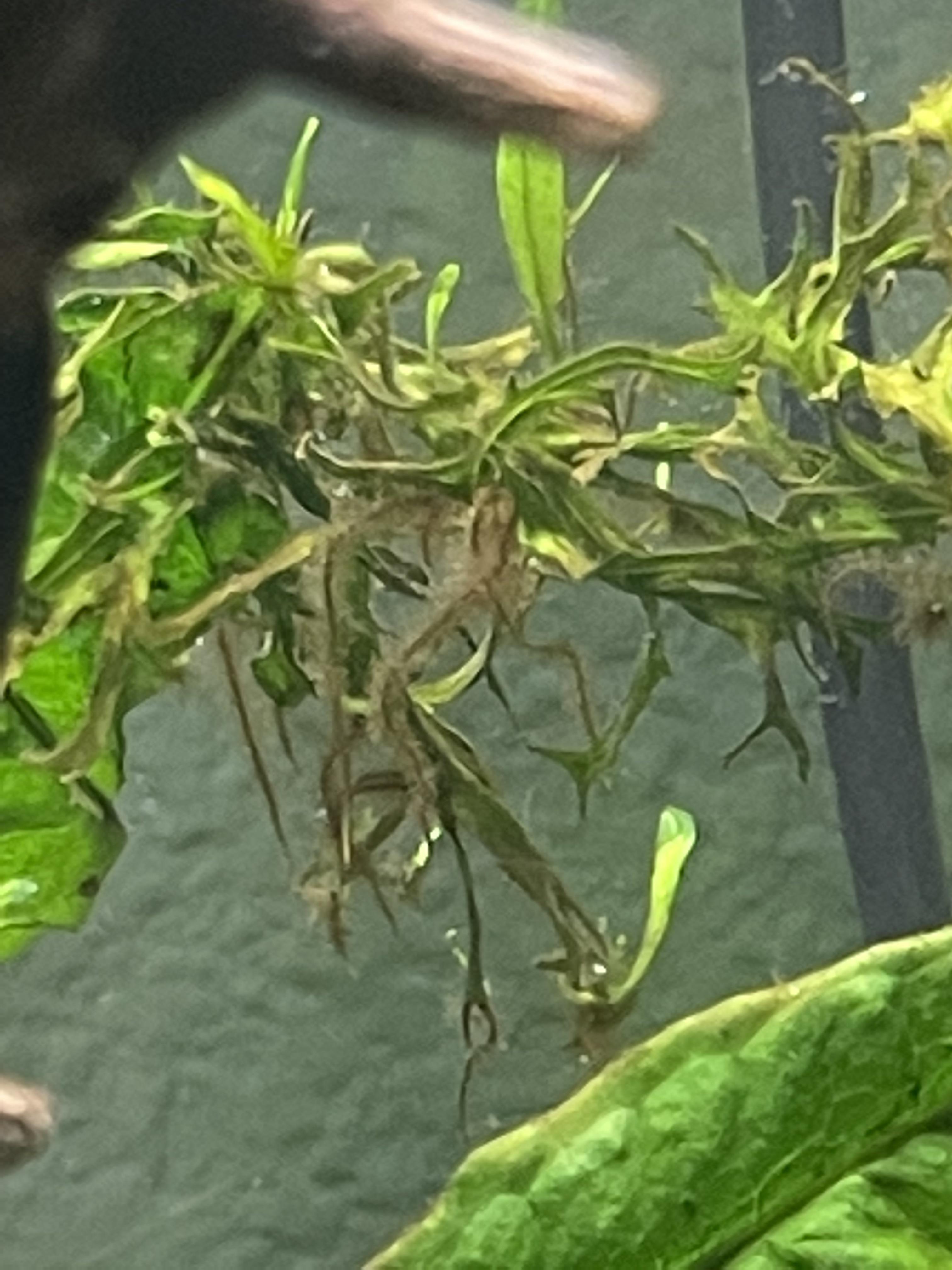 What is this black stuff on my plants r/Aquariums
