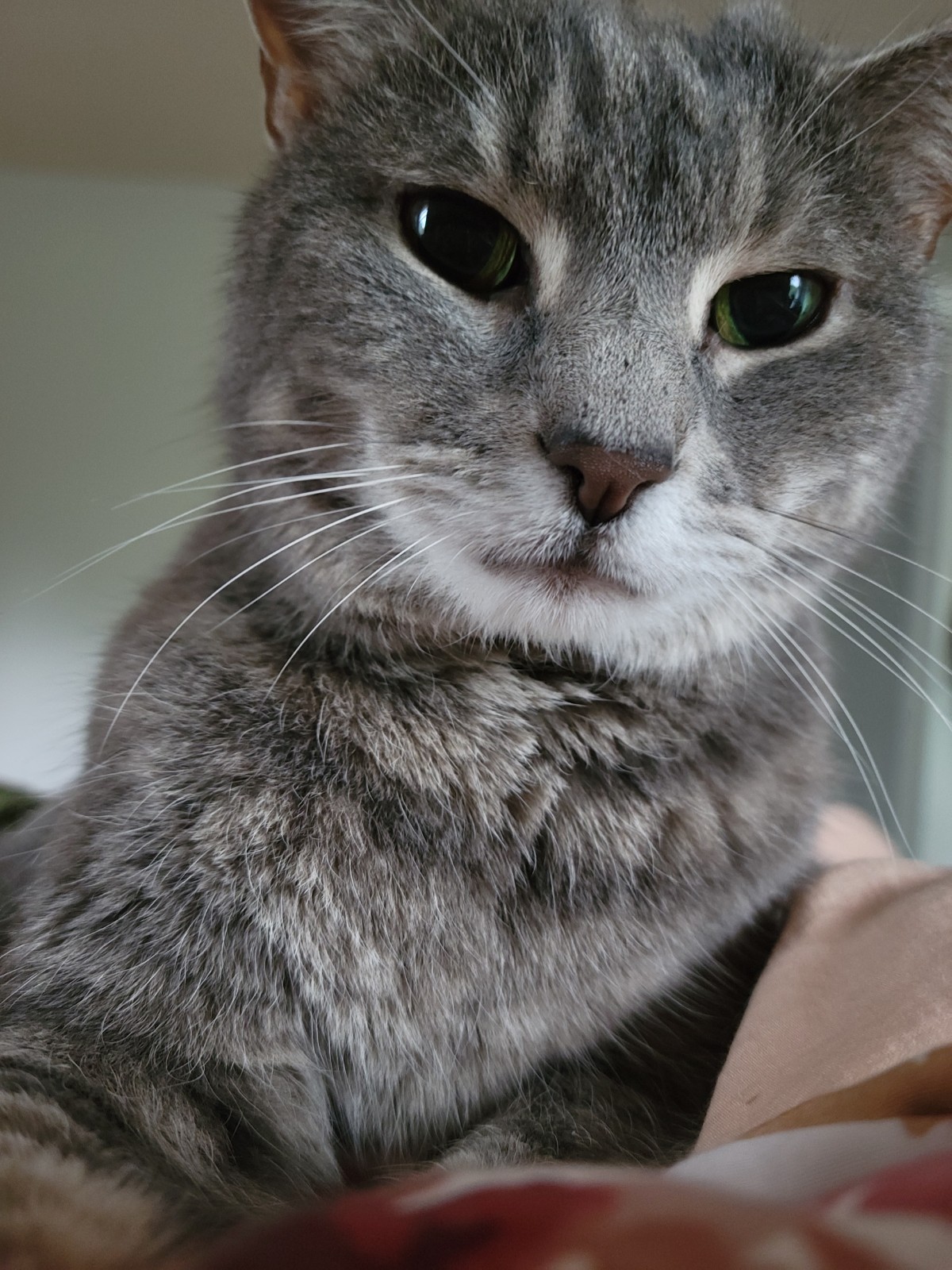 Most effective alarm clock! r/tabby