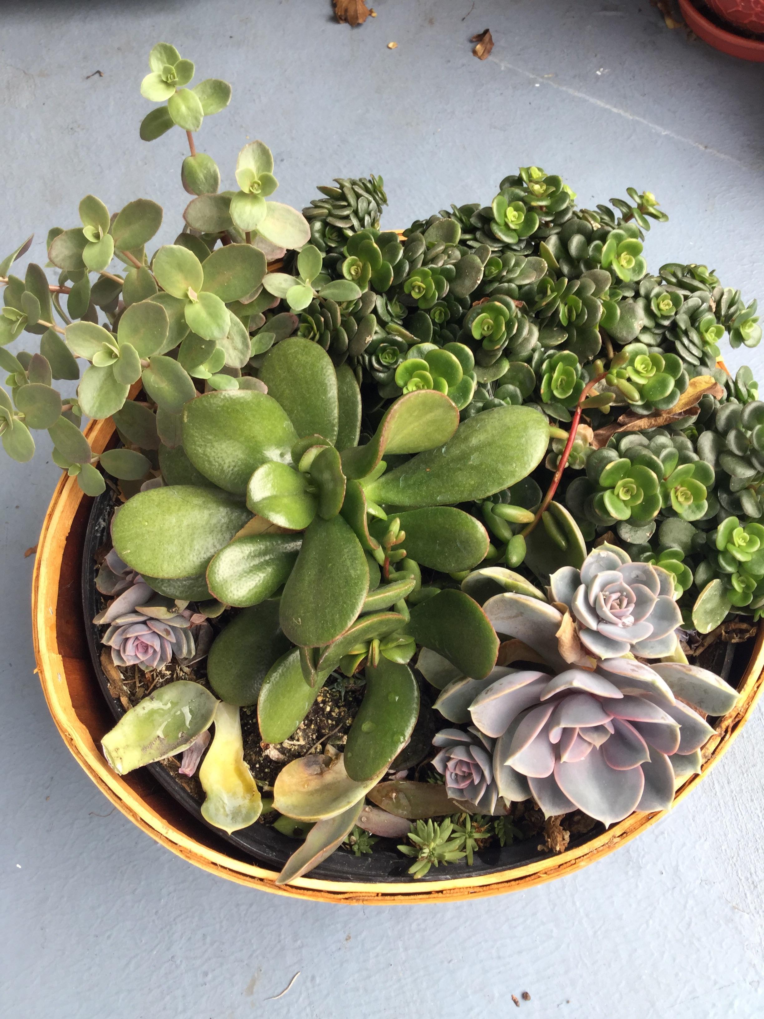 I bought this on clearance at Home Depot but I’m new to succulents and