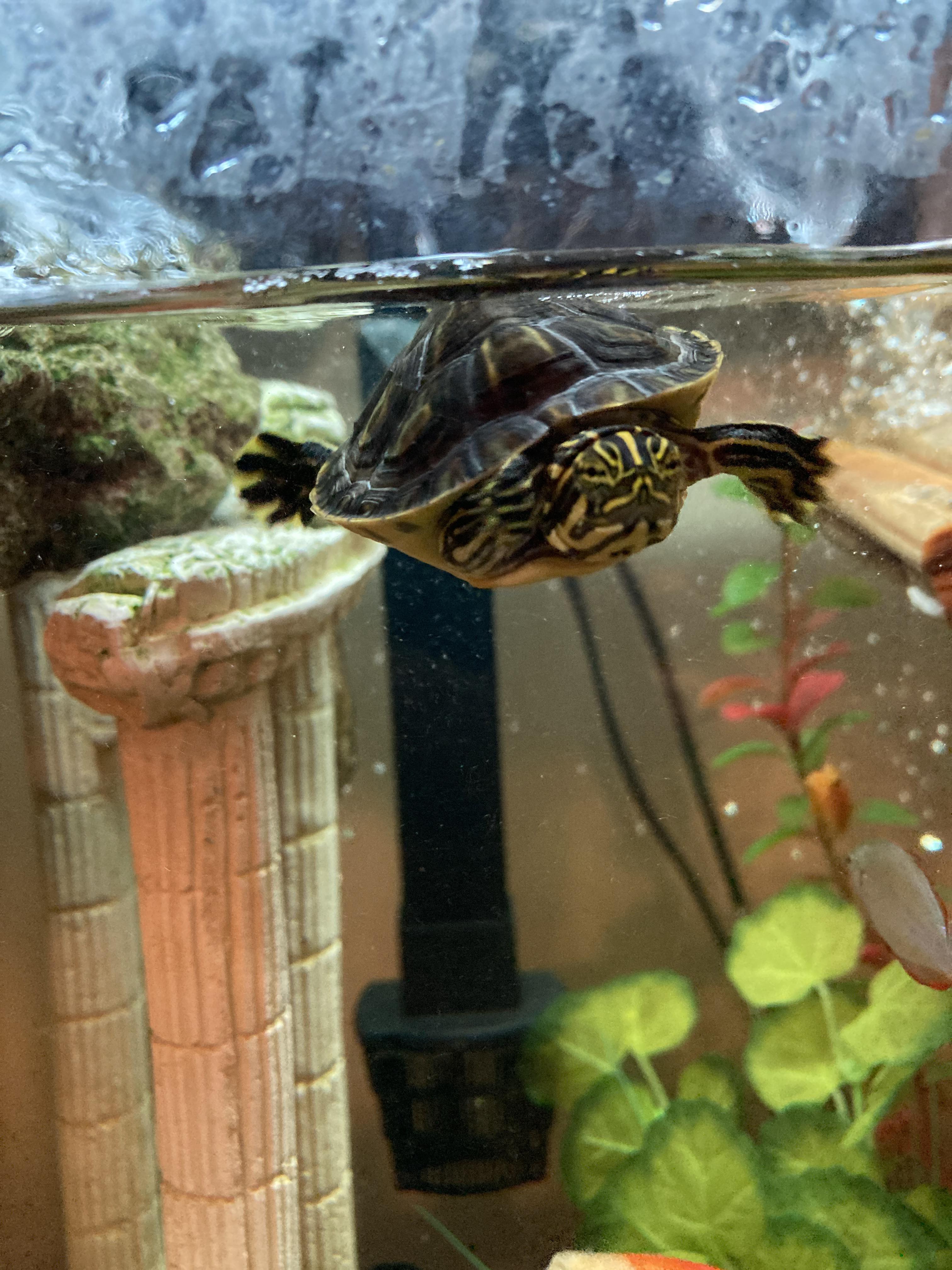 My turtle is swimming kind of lopsided but idk if it’s serious or not