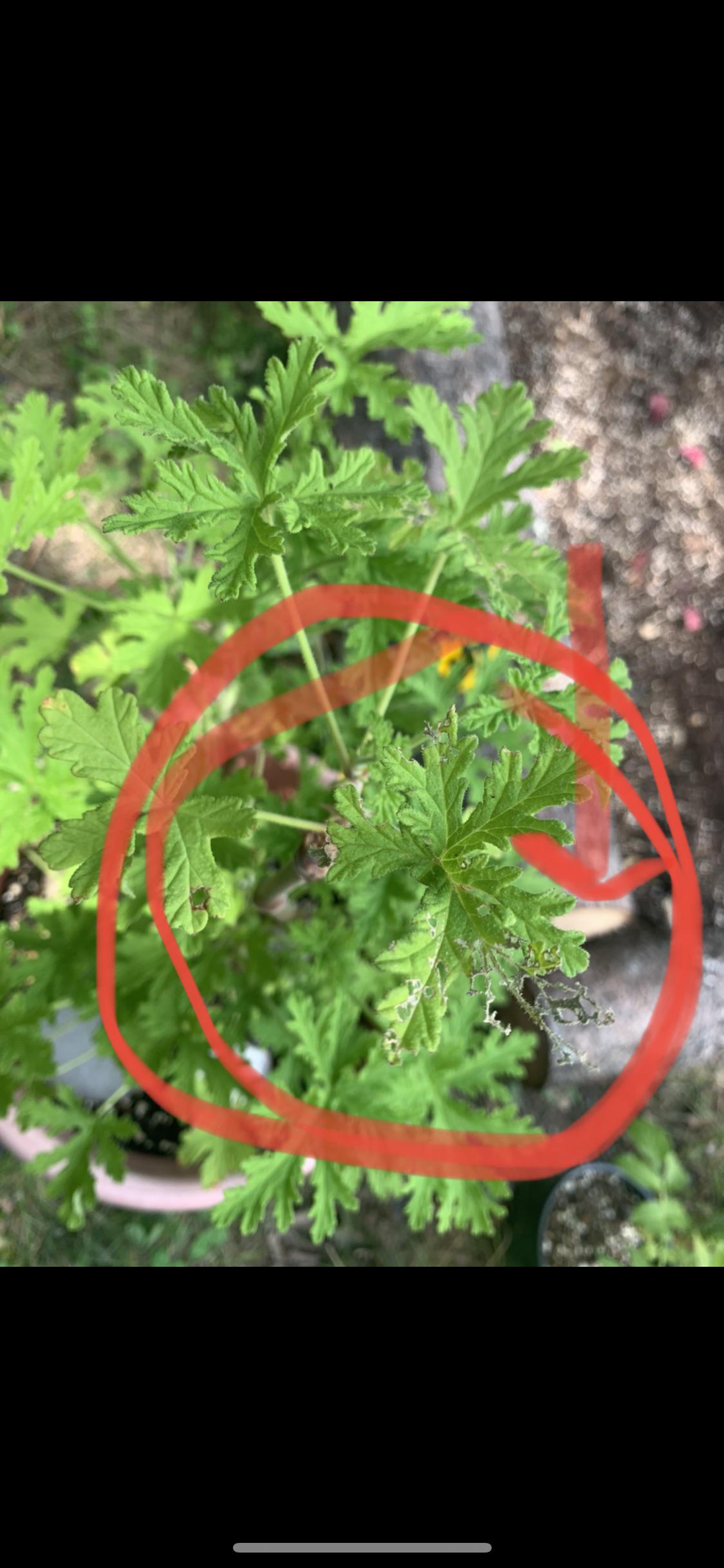 Anyone know what pests bother mosquito/ citronella plants??? I didn’t think any bug could r