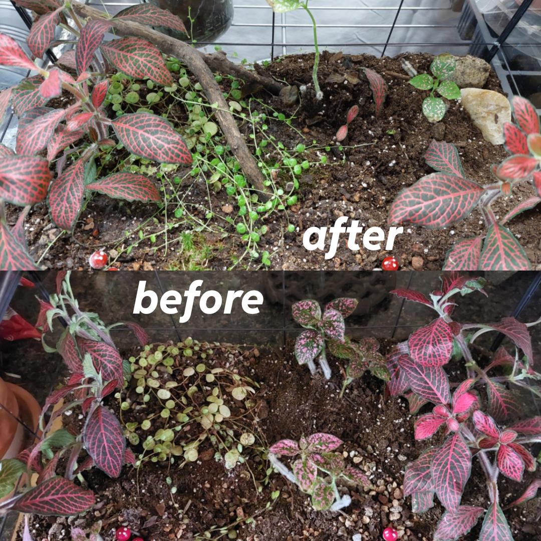 Before and after shots of my terrarium houseplants