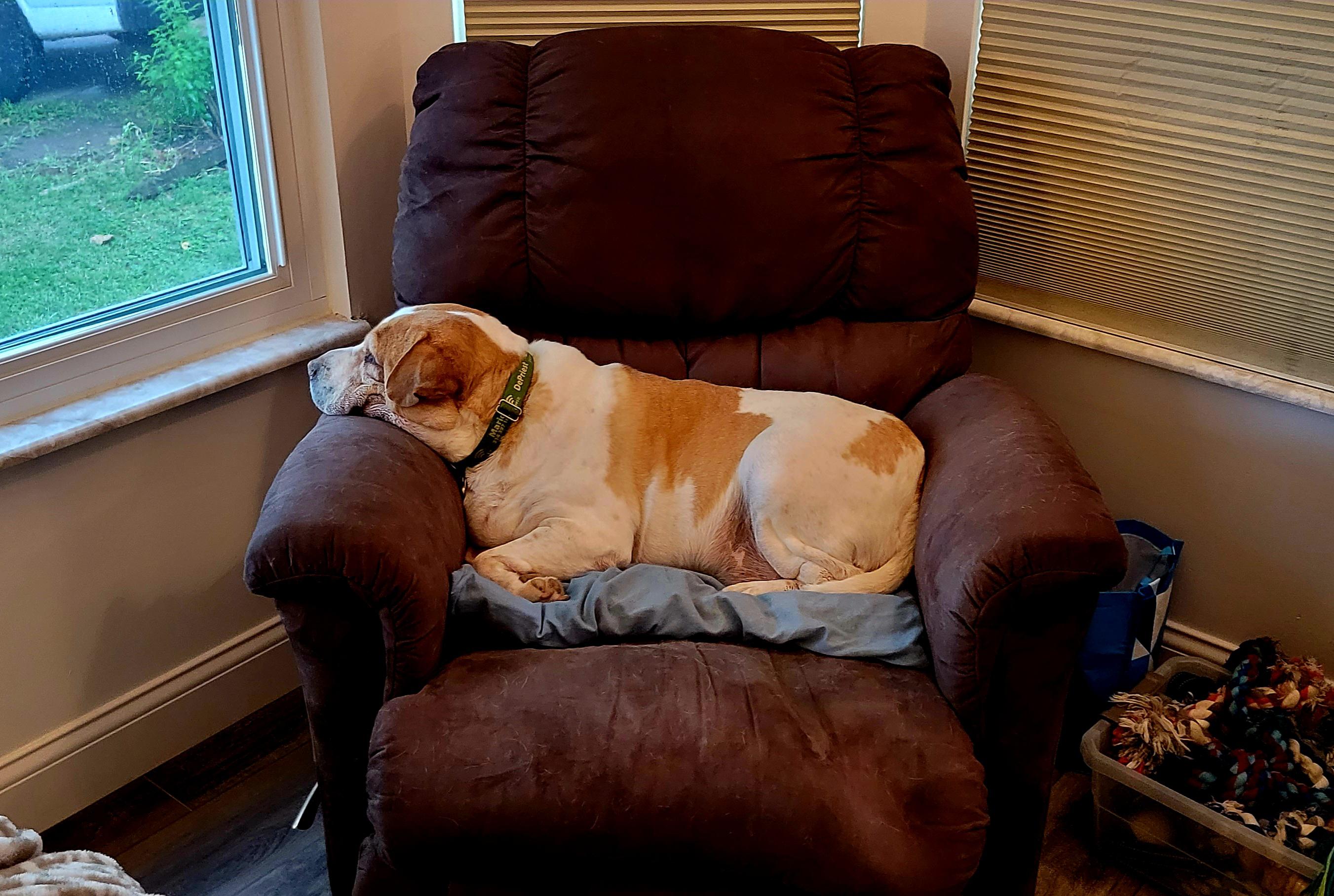 My lazy boy in his LaZBoy (oc) r/aww