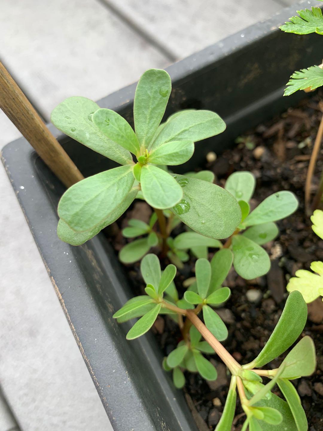 Found with cilantro. What is it? Should I remove it? r/PlantIdentification