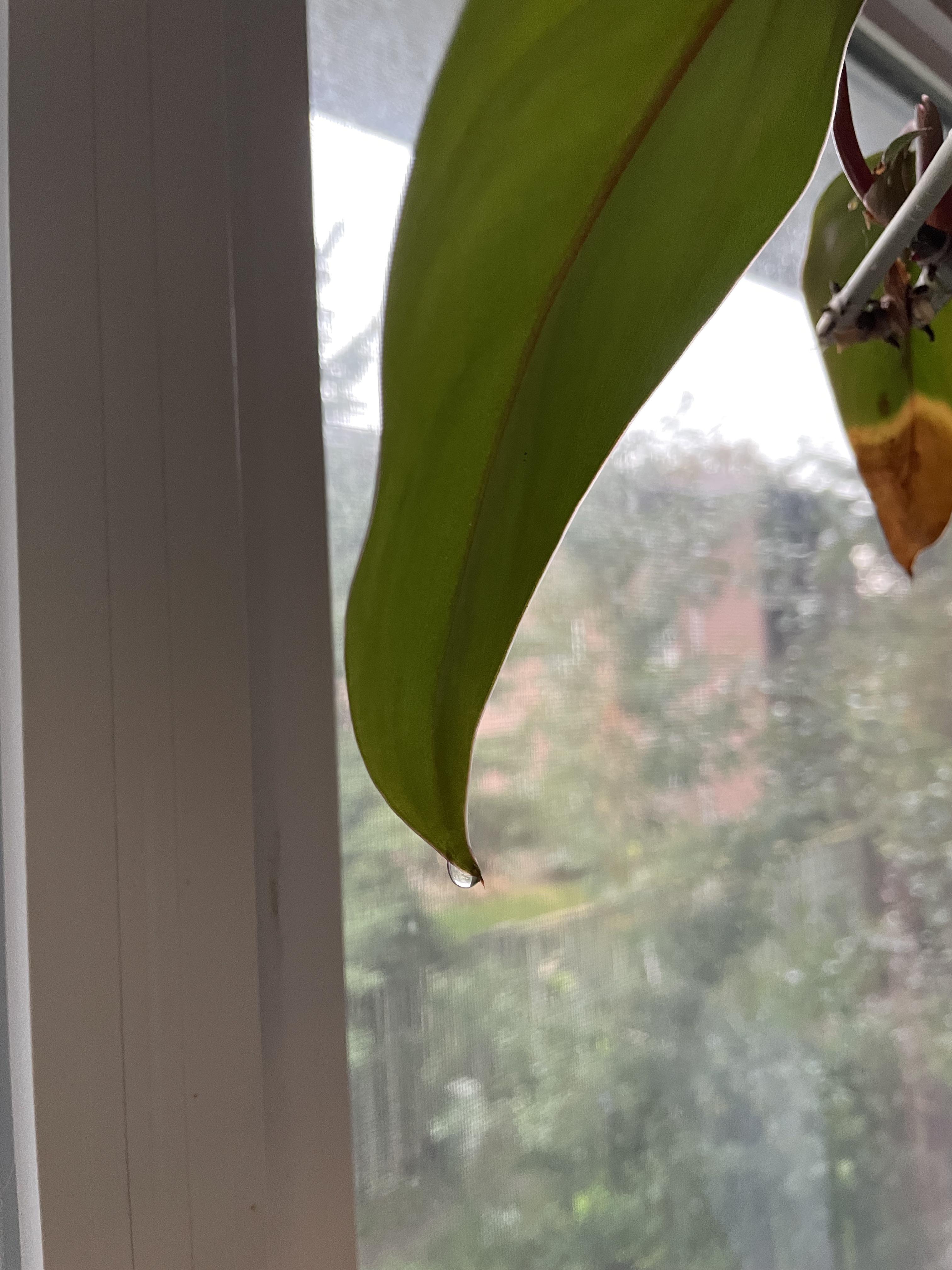 Why is water dripping off my plant? r/plantclinic