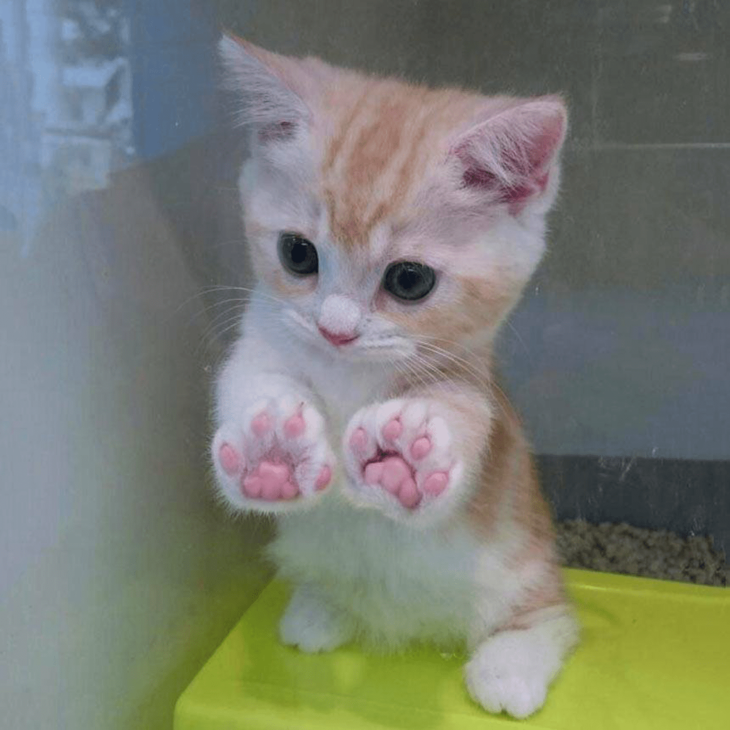 PsBattle This kitten with it's paws up.