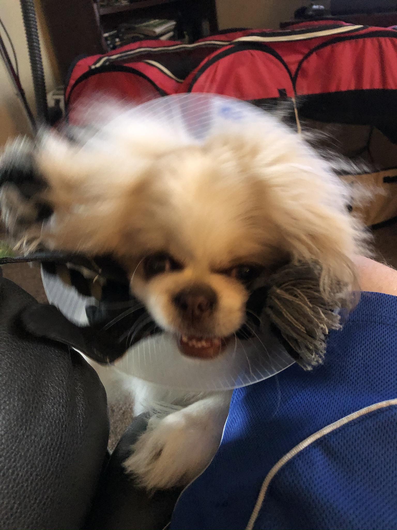 Flash hates the cone of shame r/Pekingese
