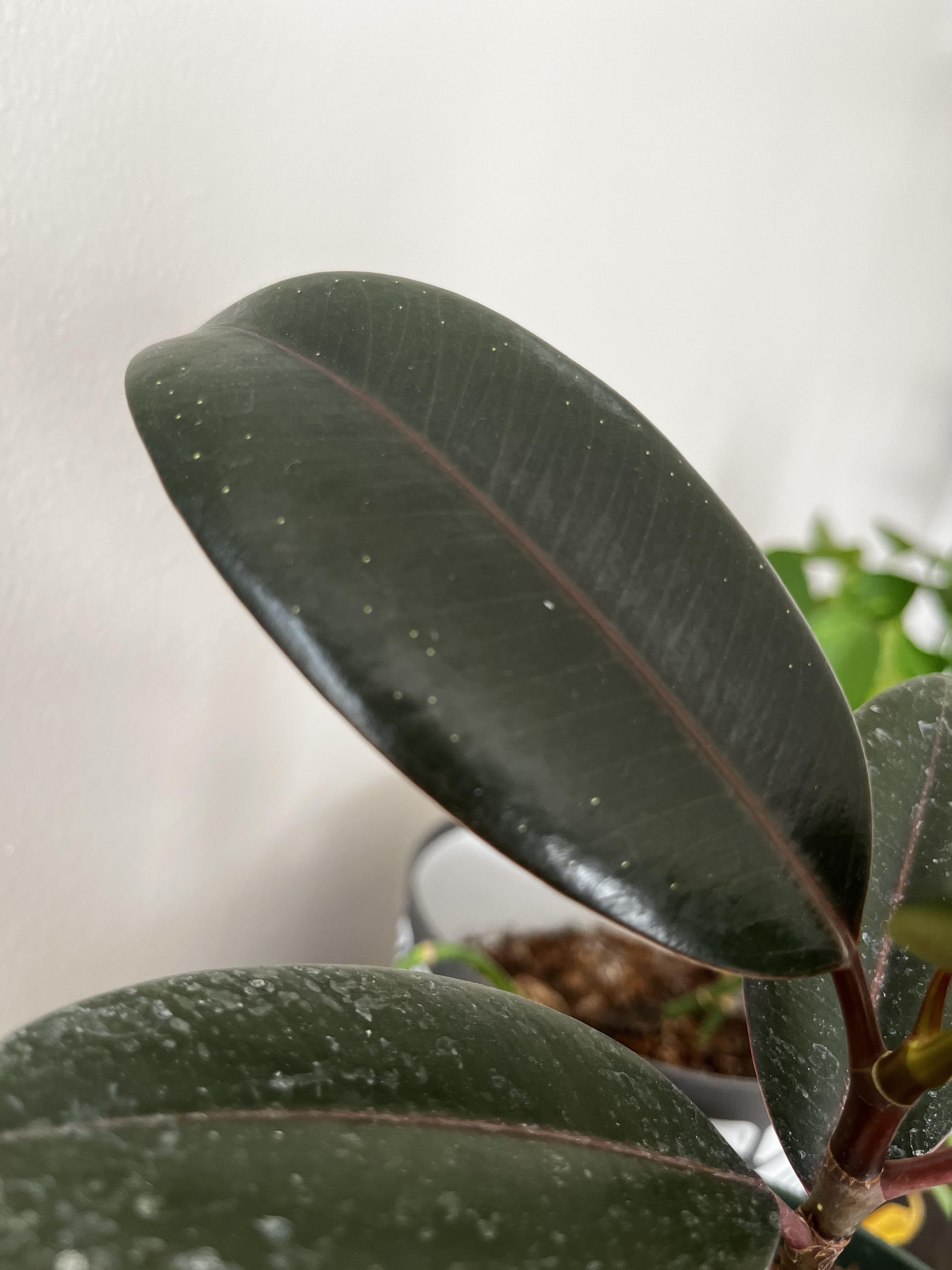 Anyone know what these white dots could be on my rubber plant? Also, if