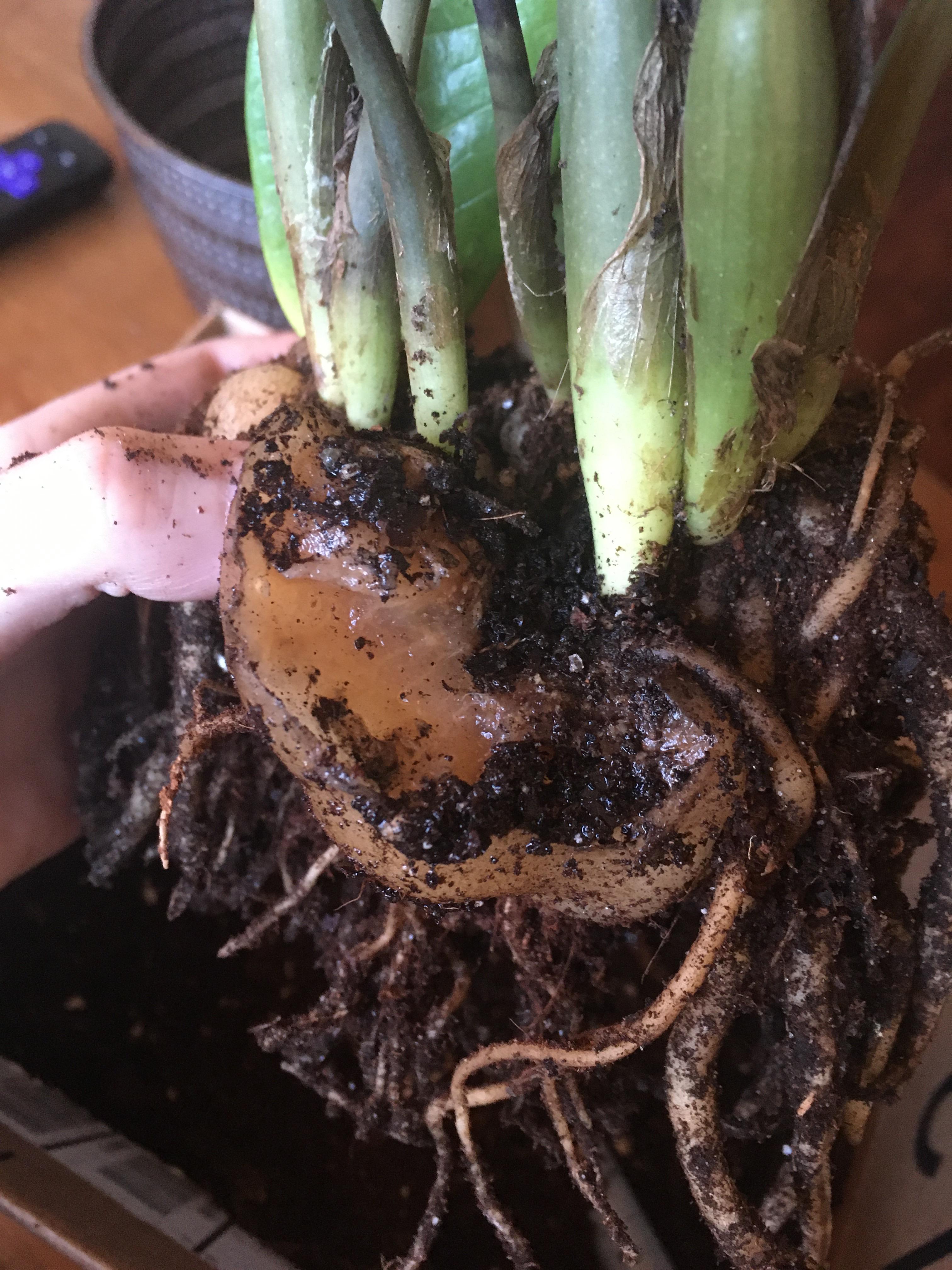 13+ Zz Plant Rhizomes EmaryEliesha