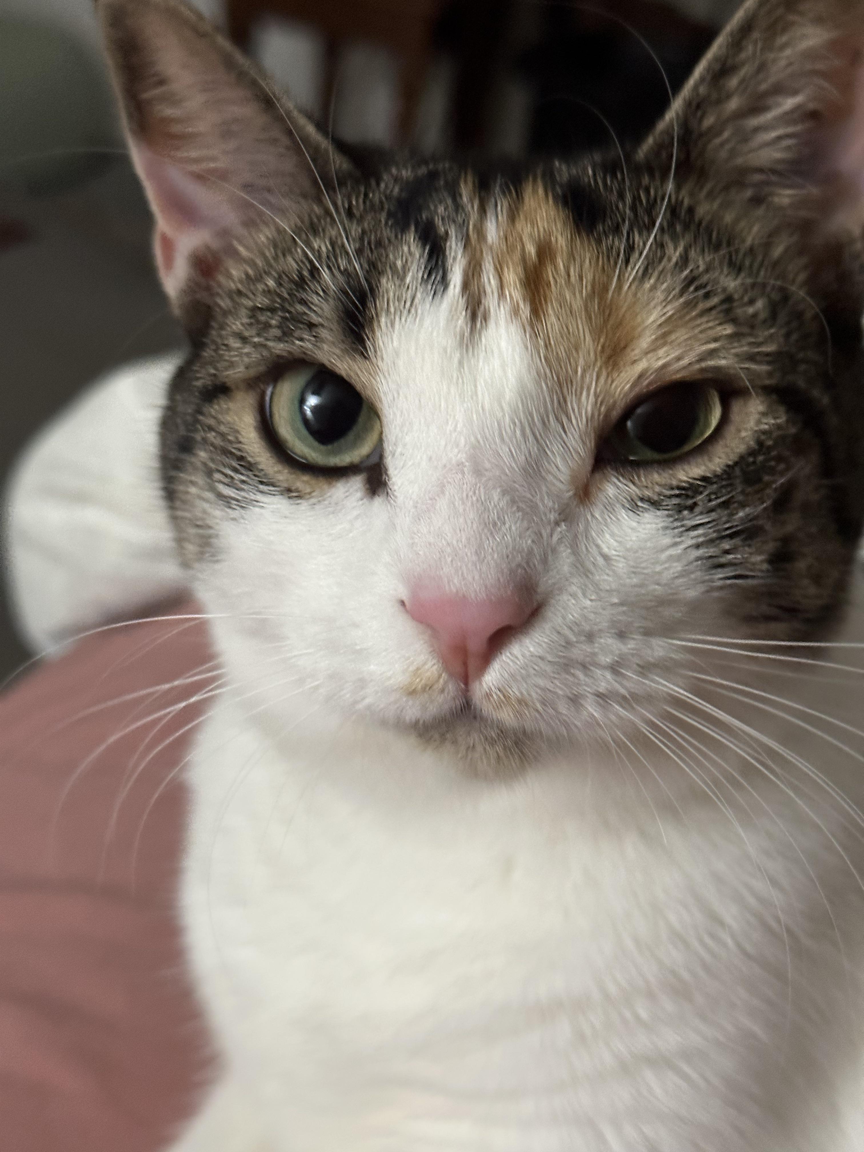 Has anyone ever dealt with constantly reoccurring pink eye with their cats? r/CATHELP