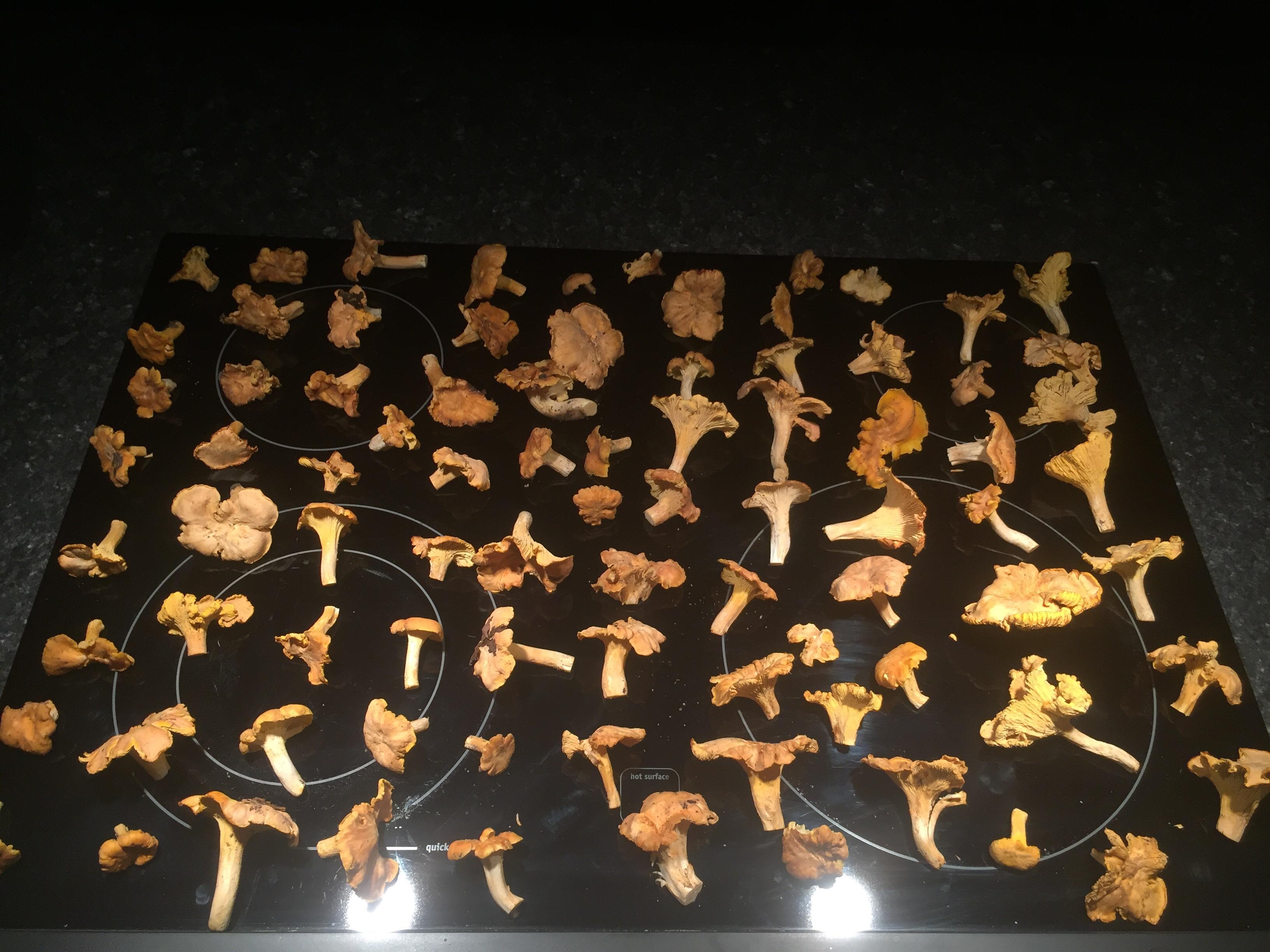 Nice find in Southeast Alabama r/mushroom_hunting