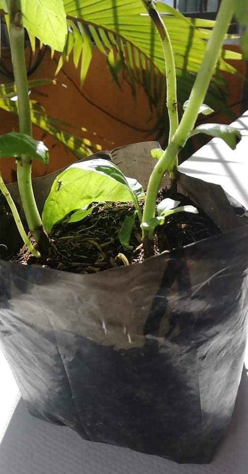 The lower stem near the roots of my sweet basil is turning brown. What