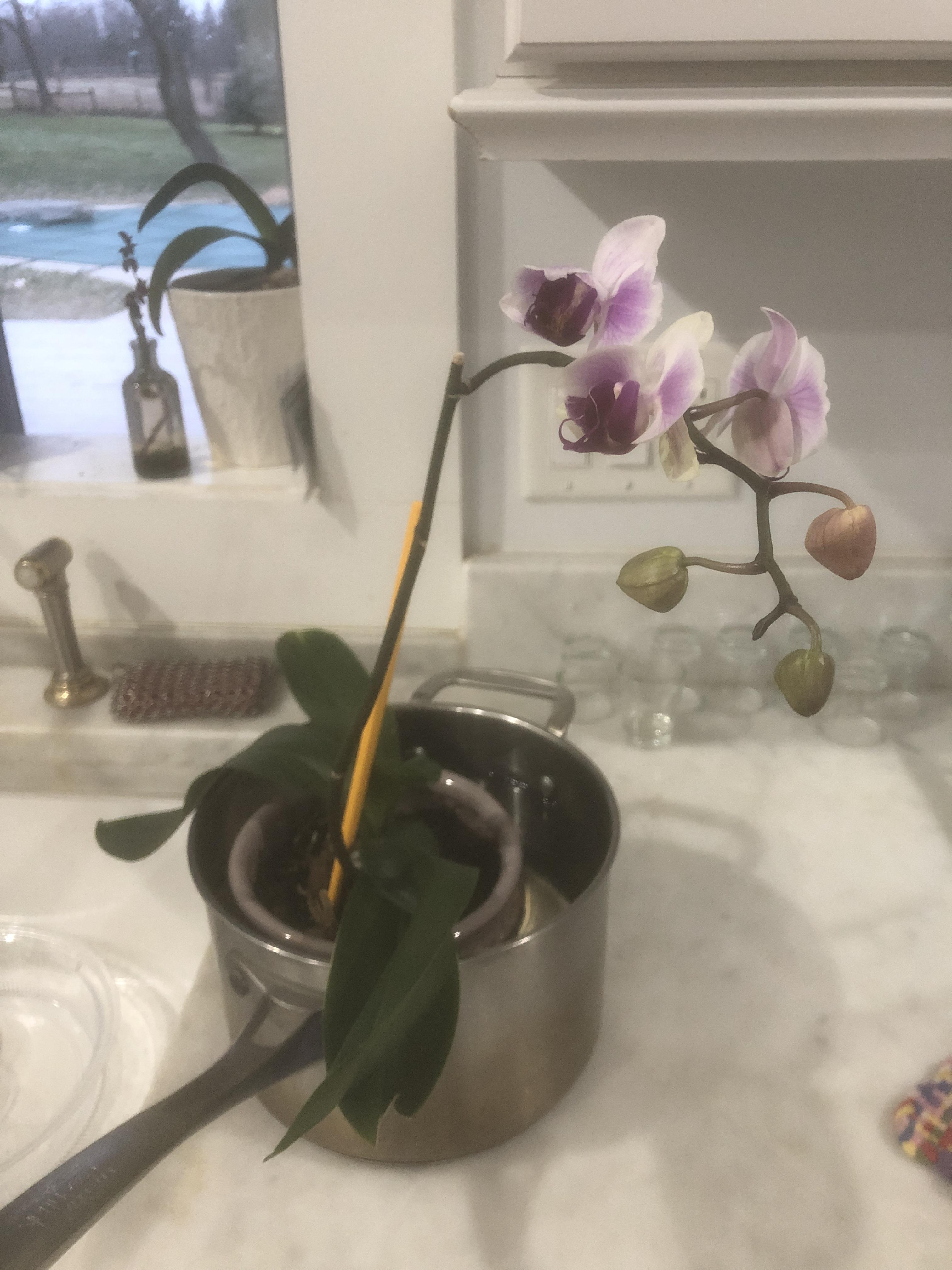 3 months ago my dads girlfriend tossed a ‘dead’ orchid in the trash