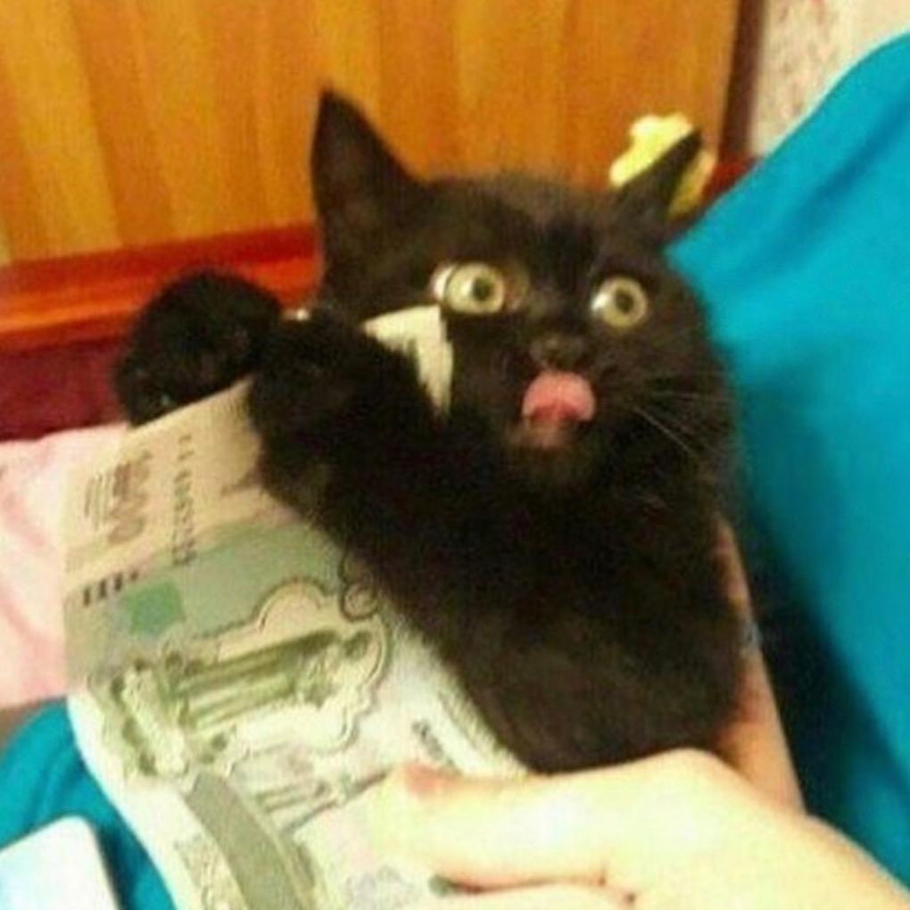 Money cat Gives you +100 luck and +10 more cash after battles. r