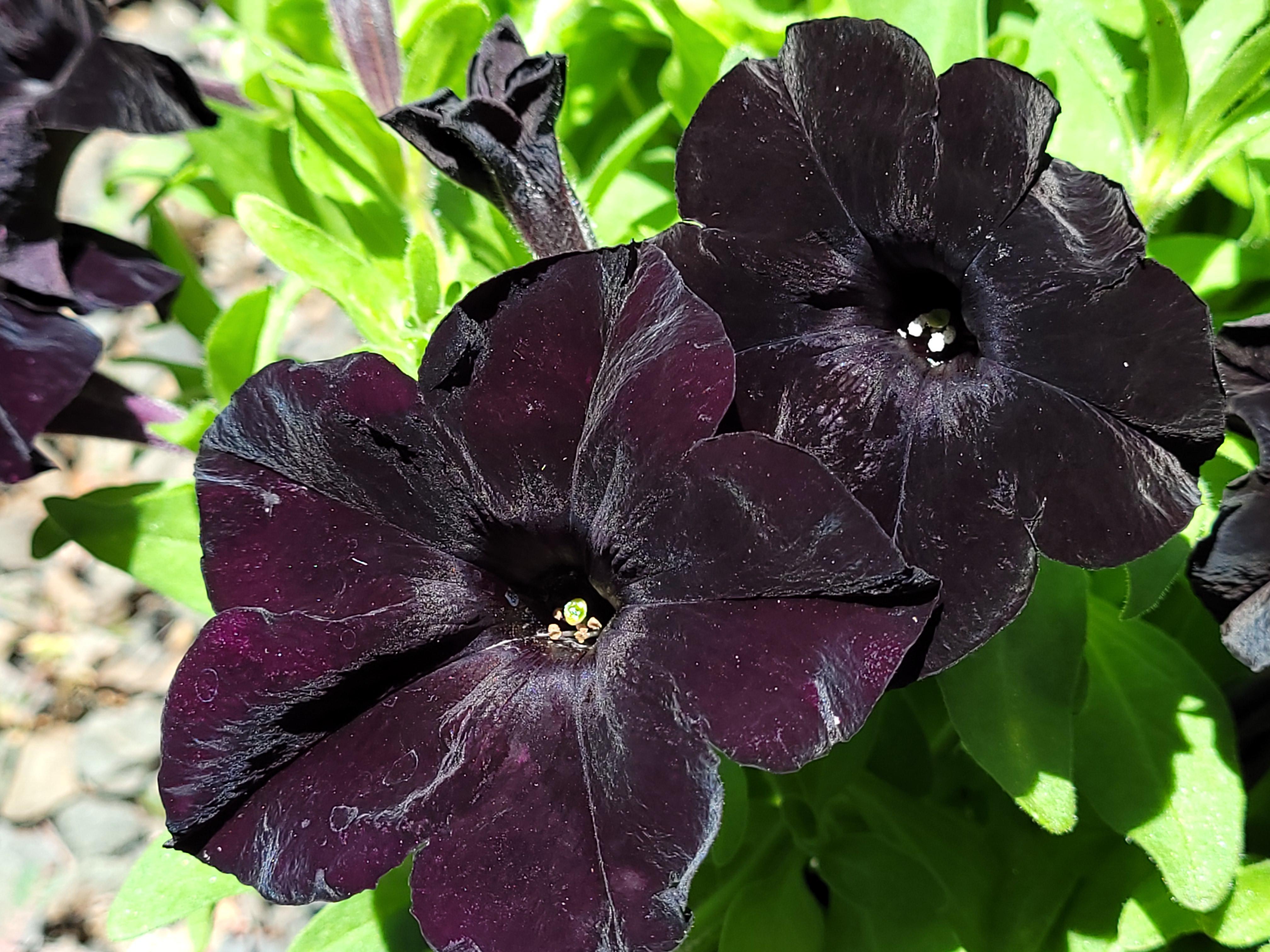 My new black magic petunias PlantGoths
