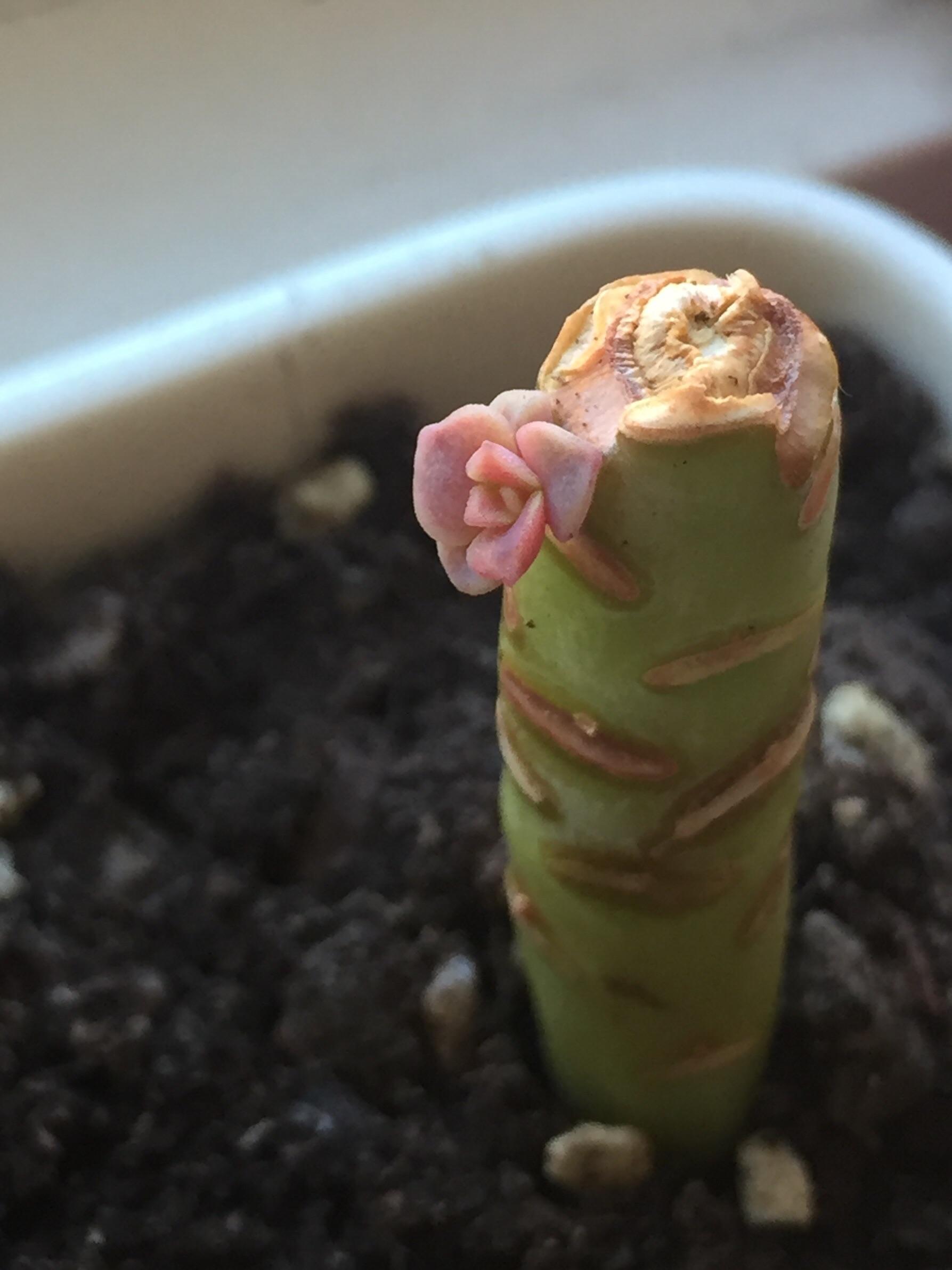 Was worried that the plant was completely dead, but i believe in this lil guy! r/succulents