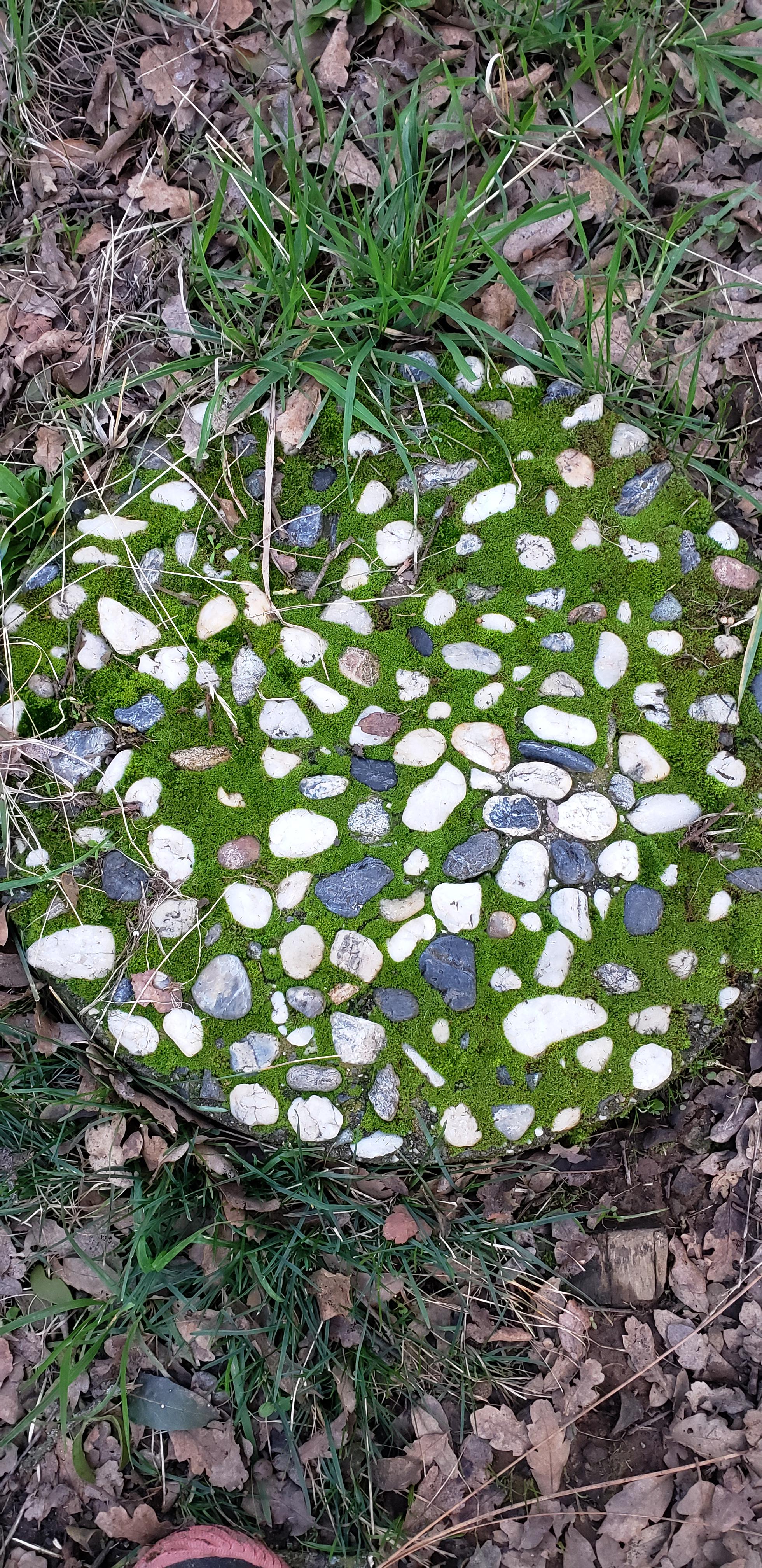 The moss growing around the stones on this stepping stone. r/oddlysatisfying