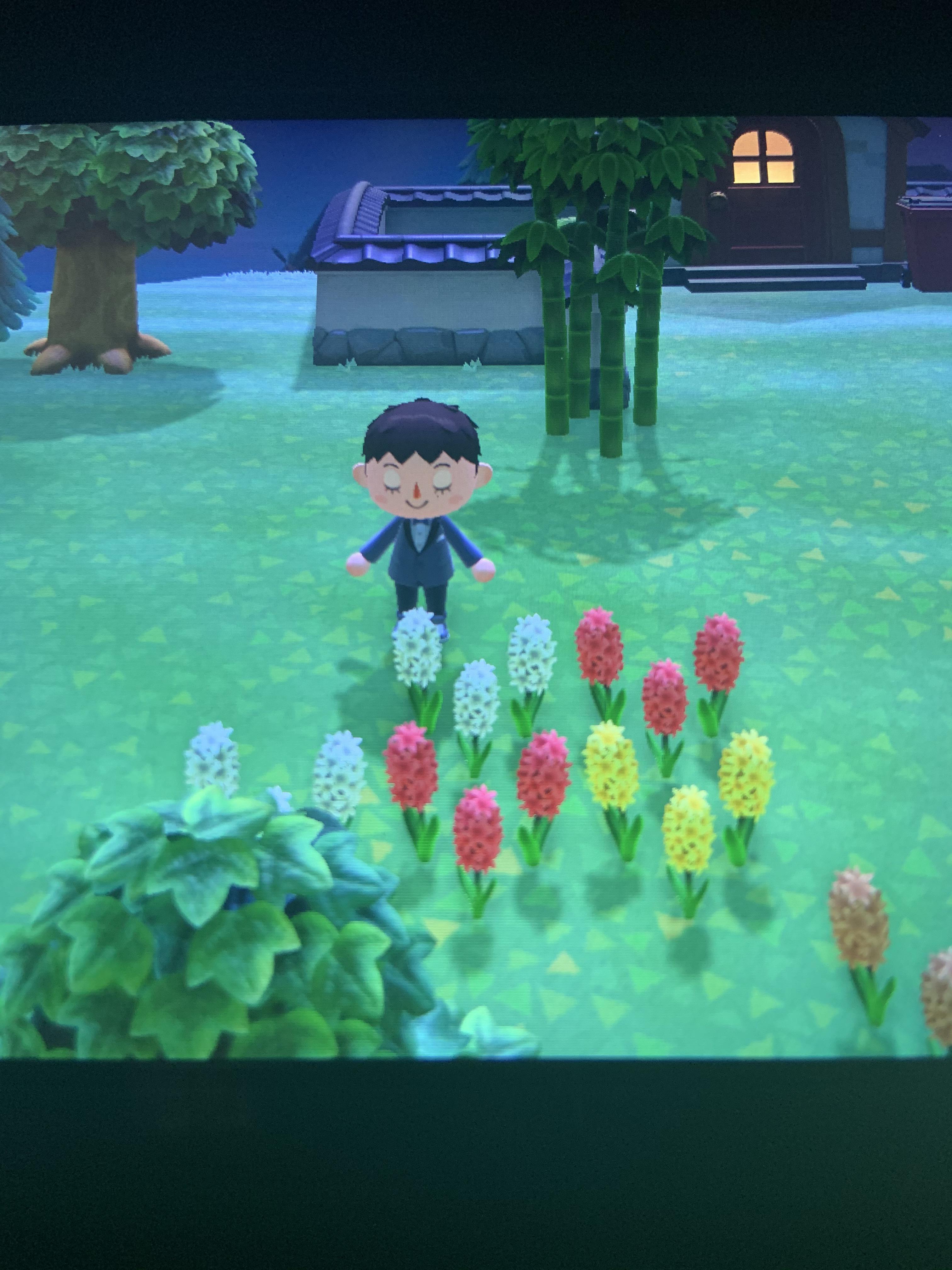 my flowers wont breed and ive been watering them im trying to get pink hyacinths , does anyone