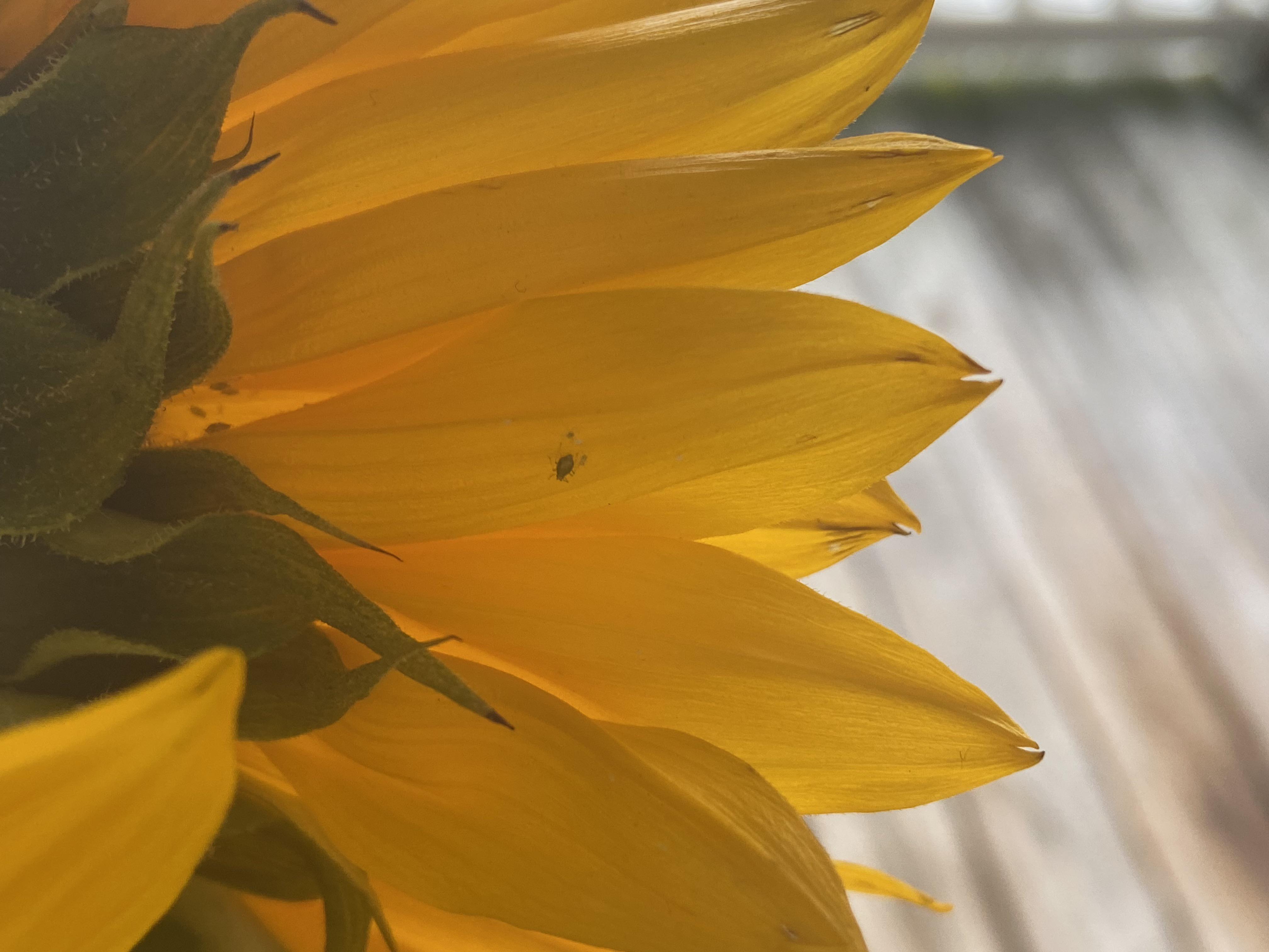 What are the little green bugs on my sunflowers? How do I get rid of