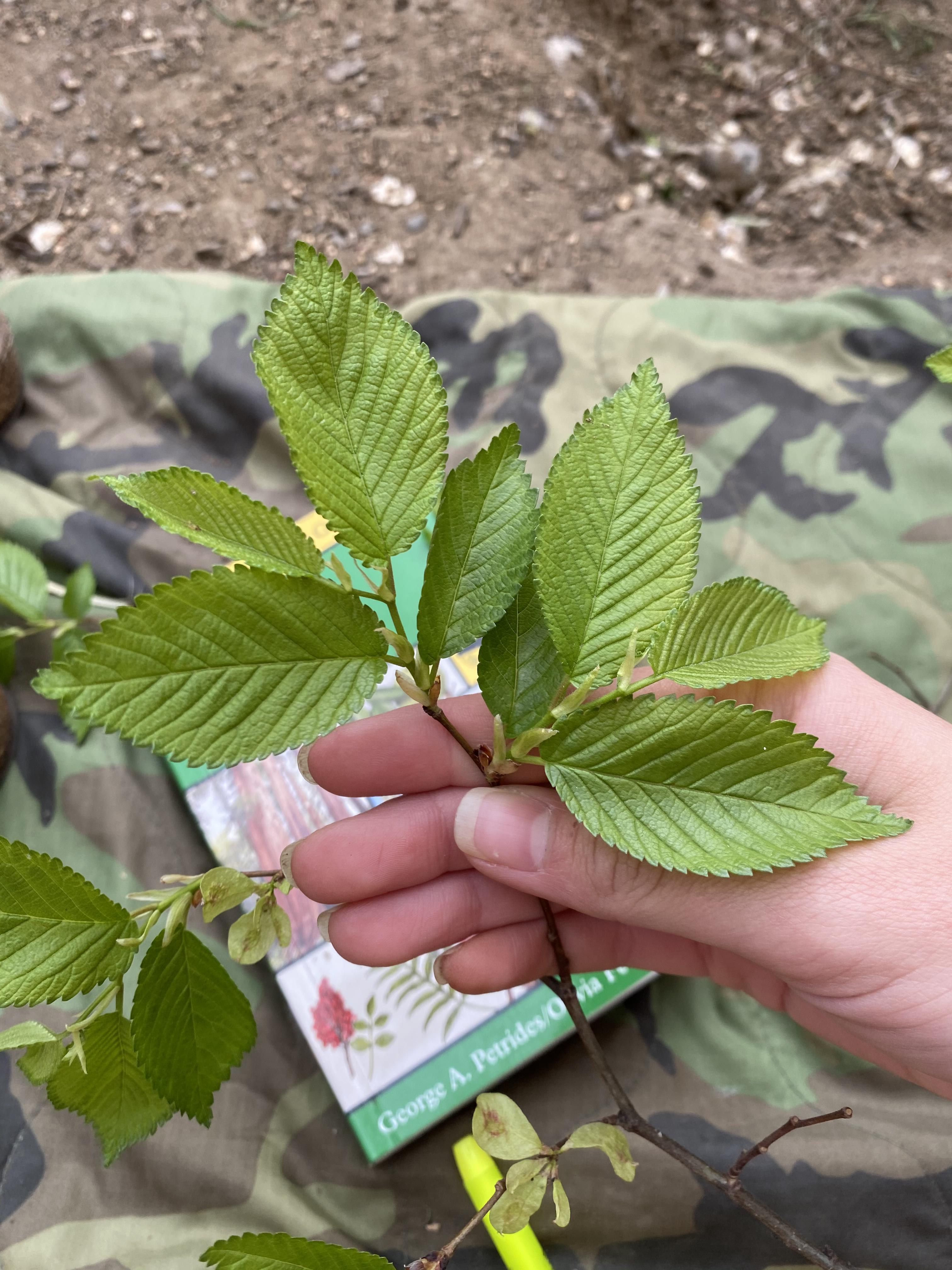 Slippery elm or Siberian elm? (Or other?) location yolo county CA r