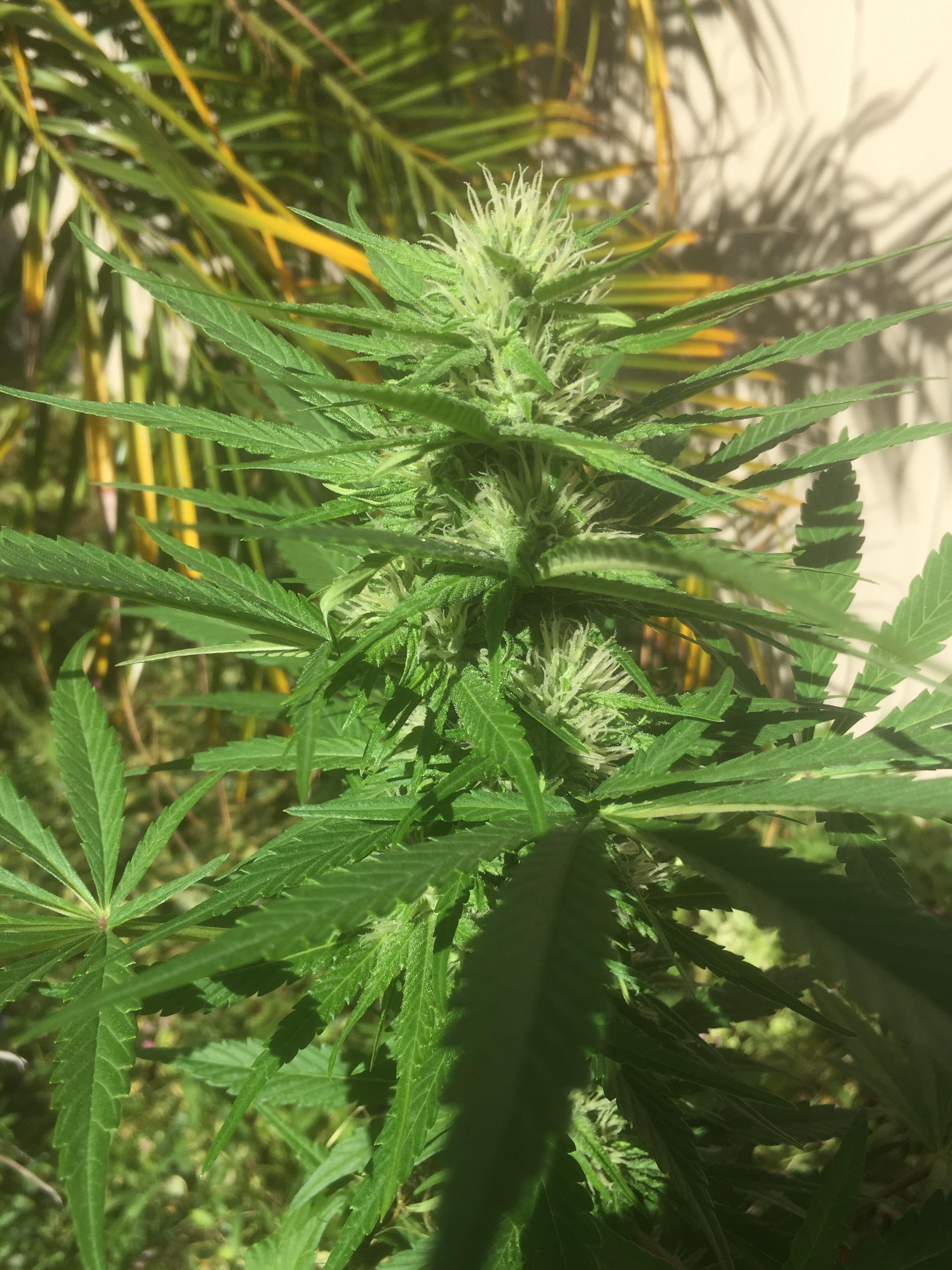 week 4 flower, Smells like grape candy yummy r/microgrowery