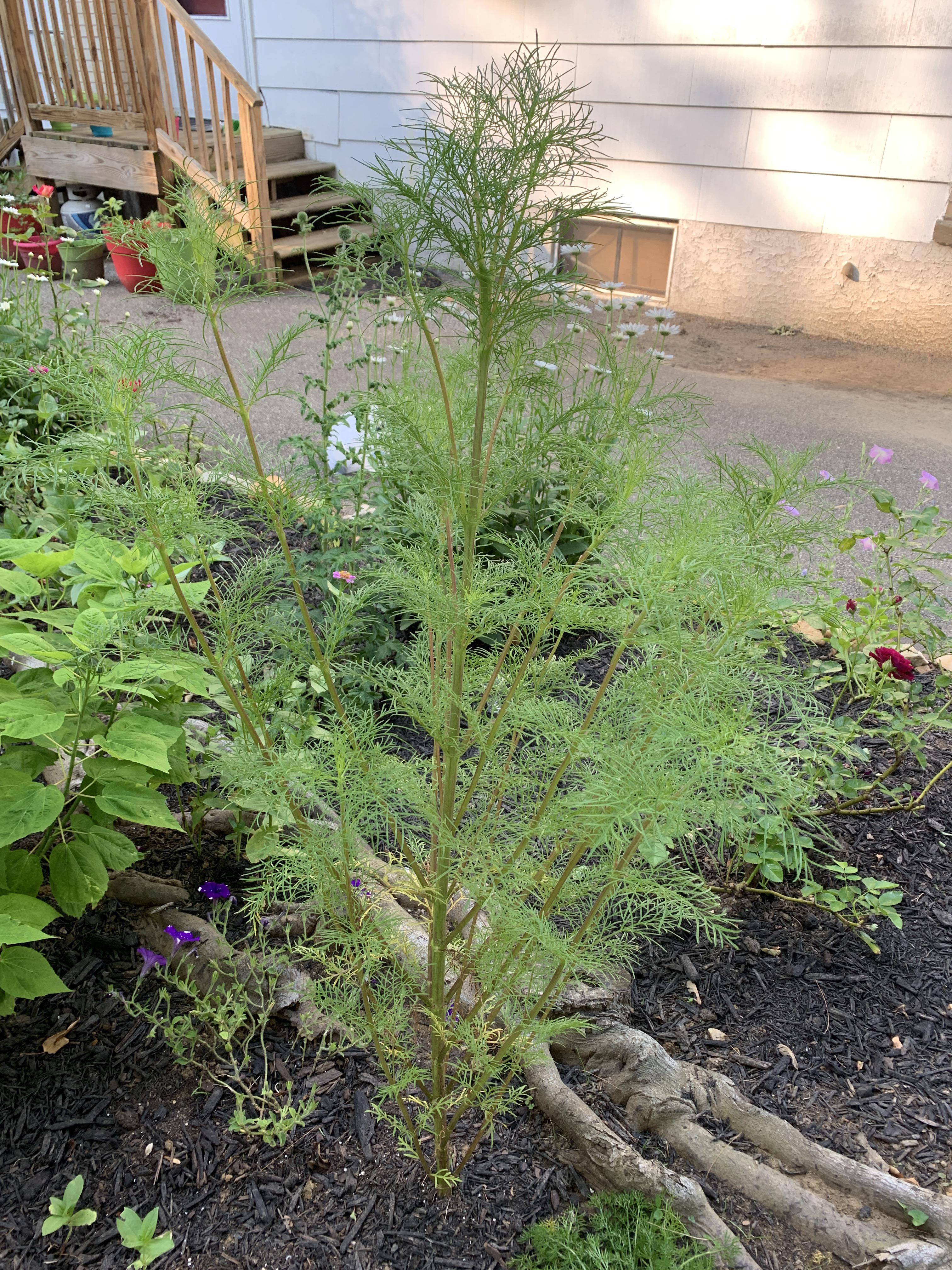 4 1/2 foot cosmo.. started indoors in March...has yet to yield a flower