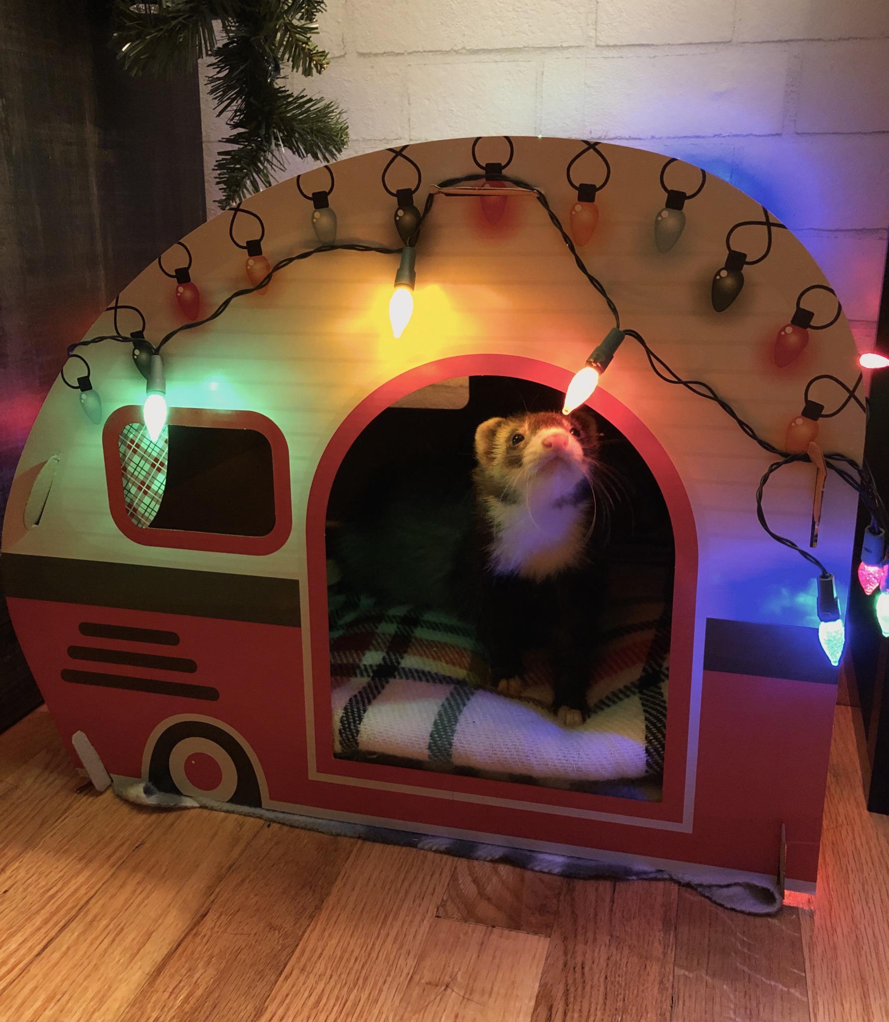 She decided to put her lights up early this year! 🎄 r/ferrets