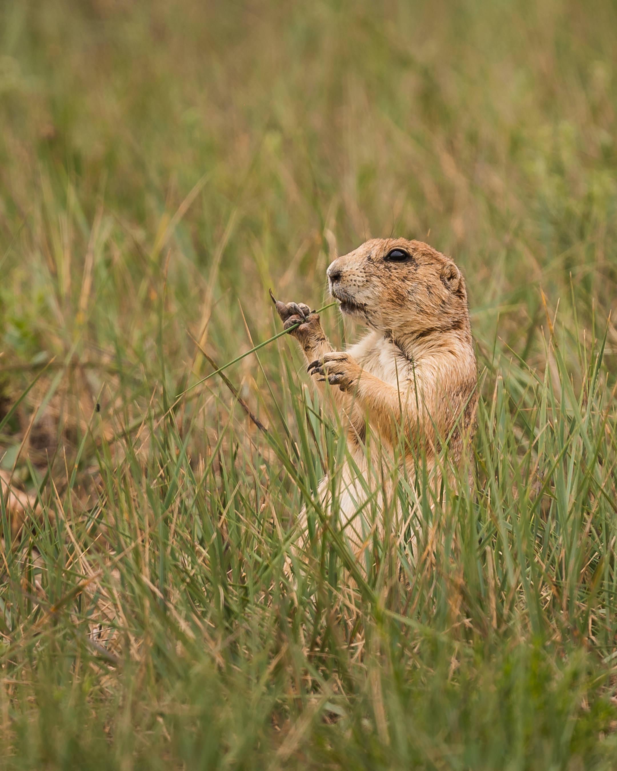 Prairie dog in Colorado going pinky up! r/wildlifephotography