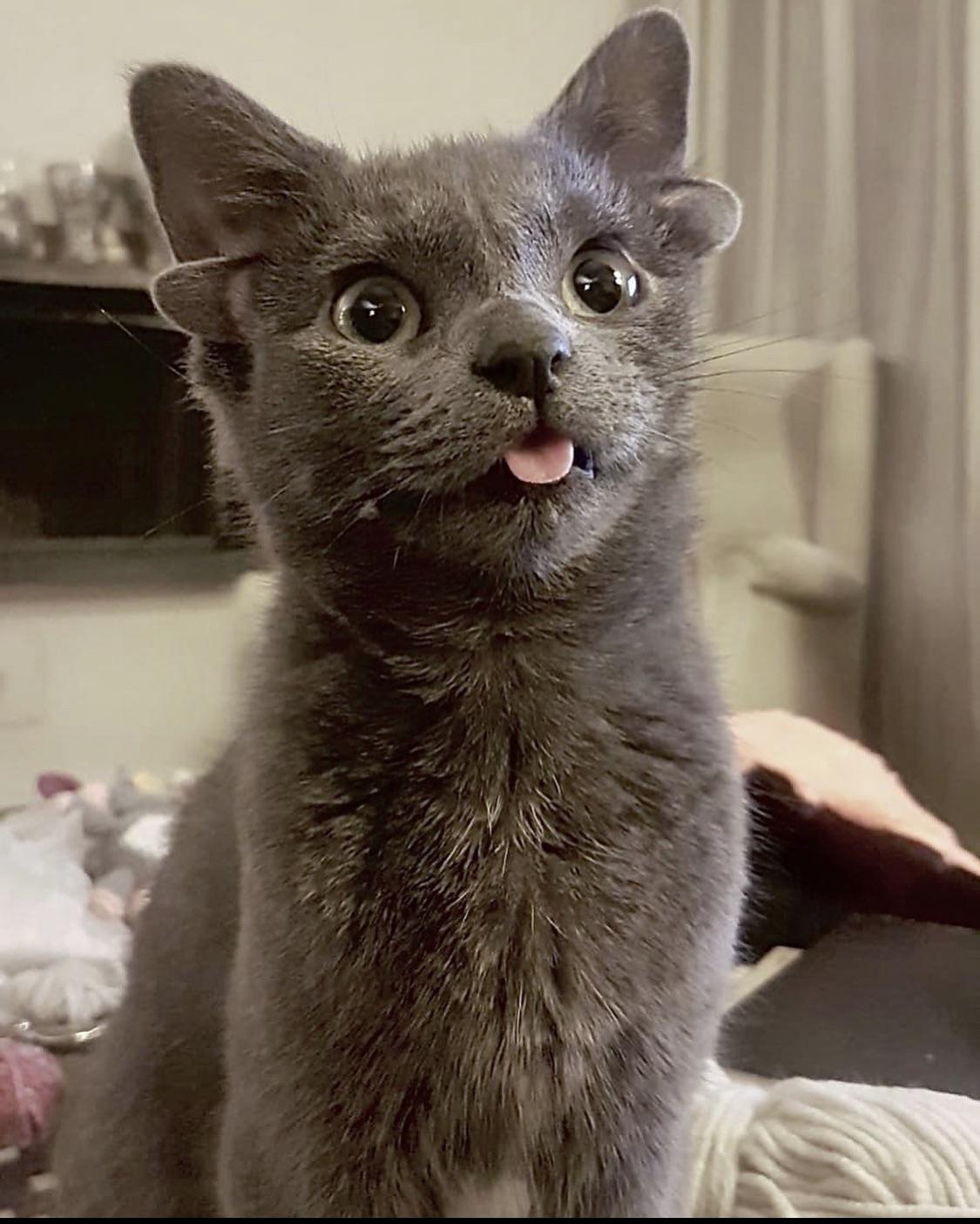 Look at these ear furnishings! r/earfurnishings