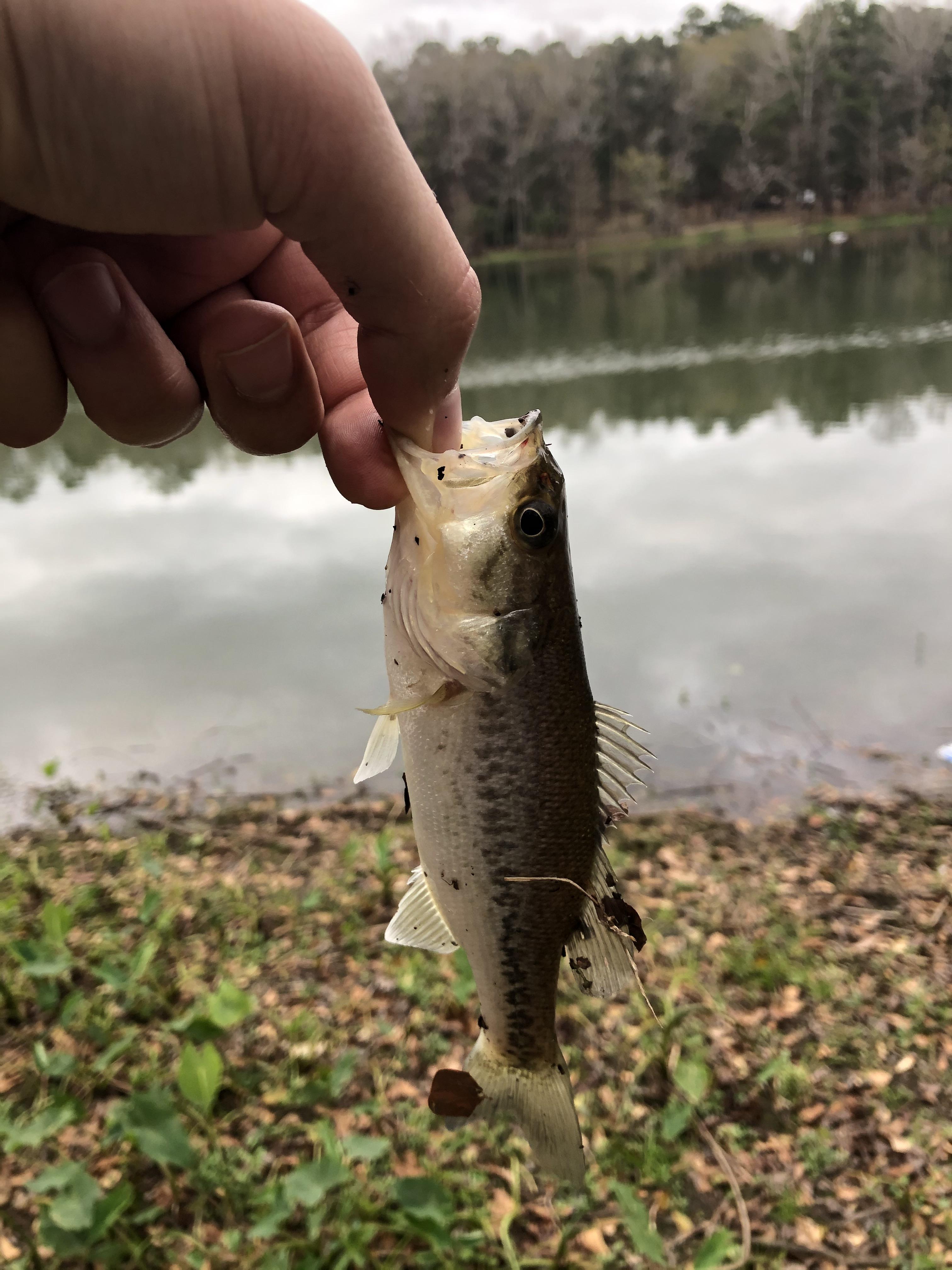 Was told you all would appreciate this. Smallest Bass I’ve ever caught
