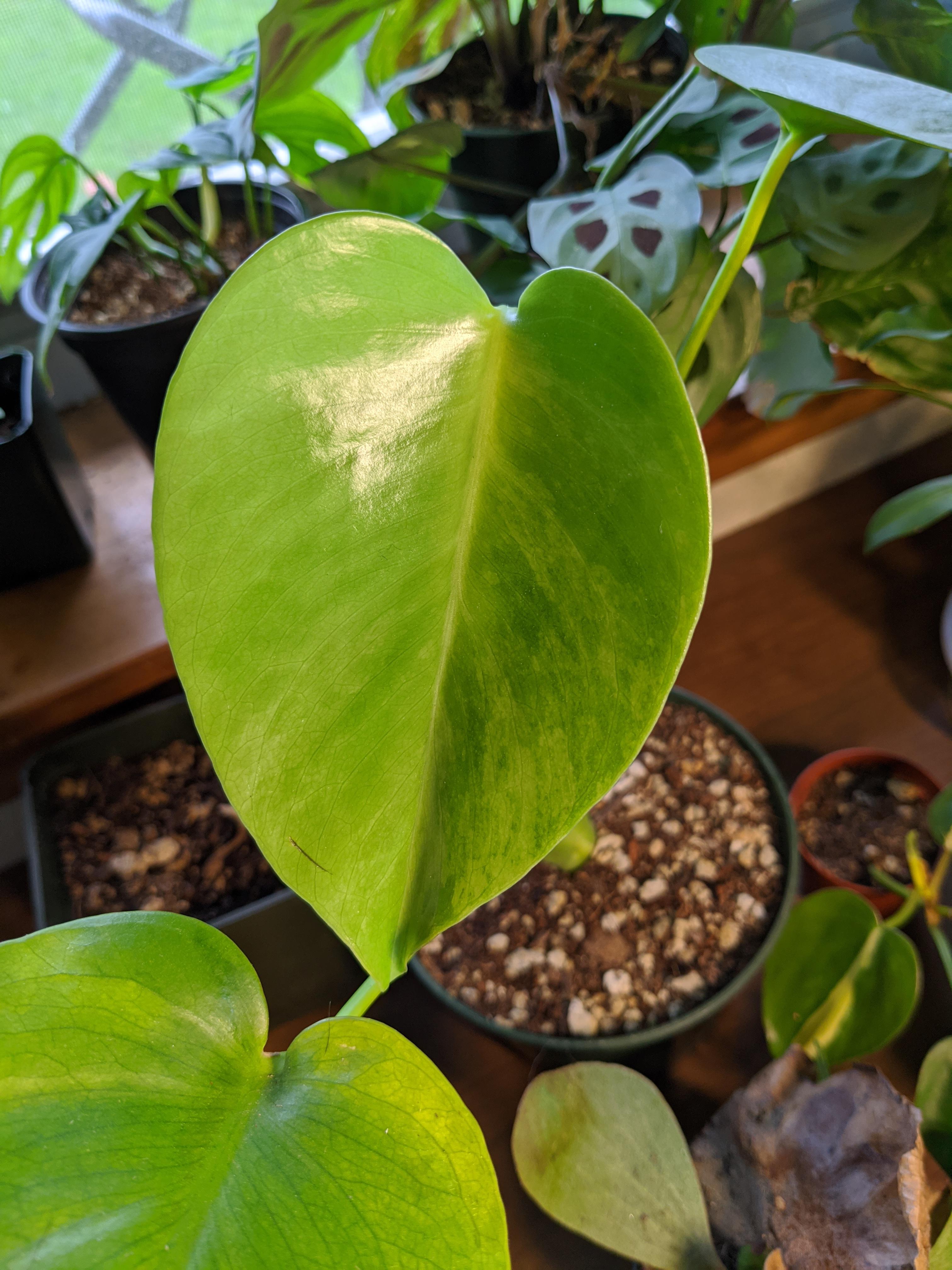 My little Monstera deliciosa sport that I found hanging