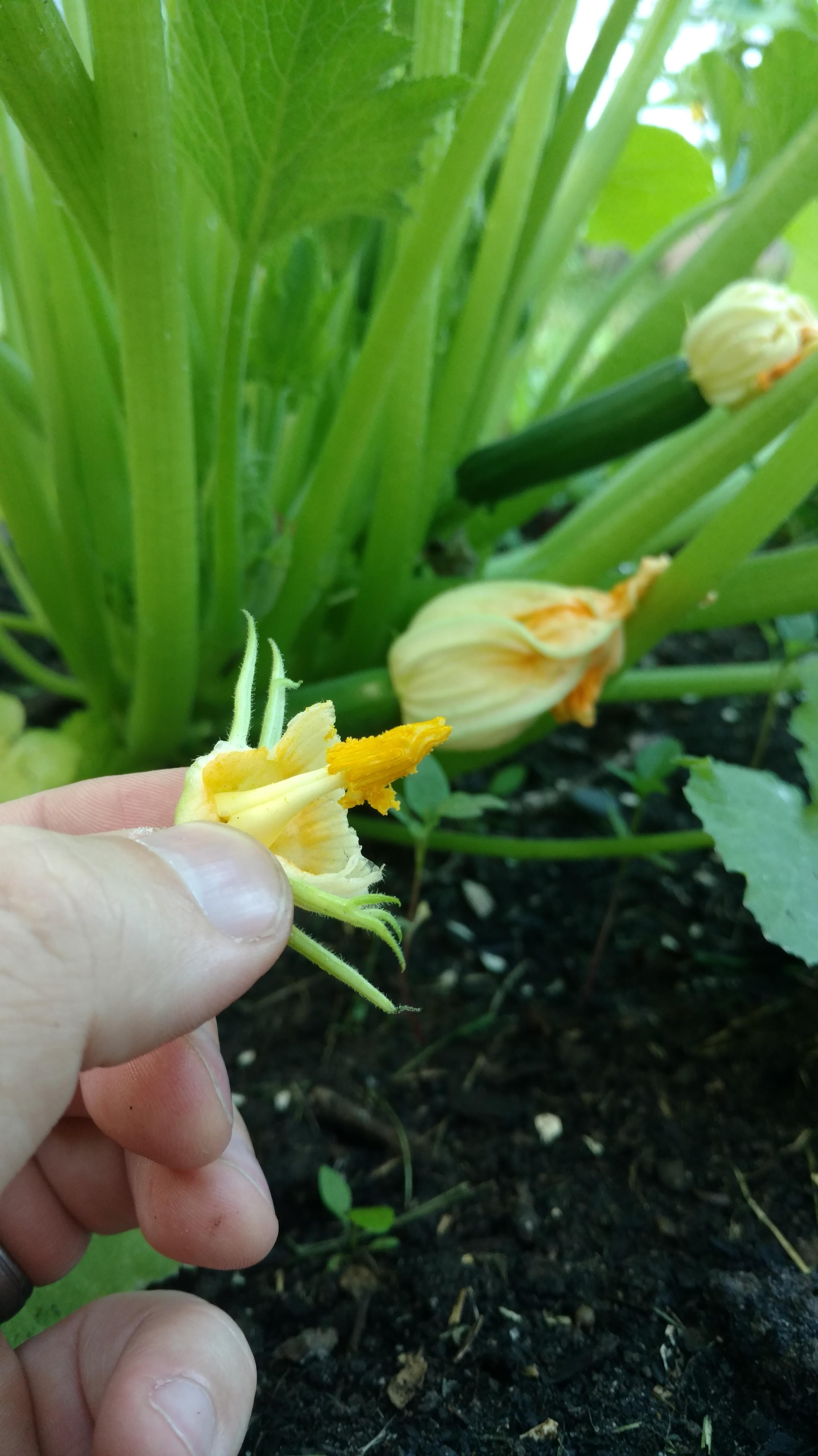 I found a female zucchini flower and.wellhelped it make nasty