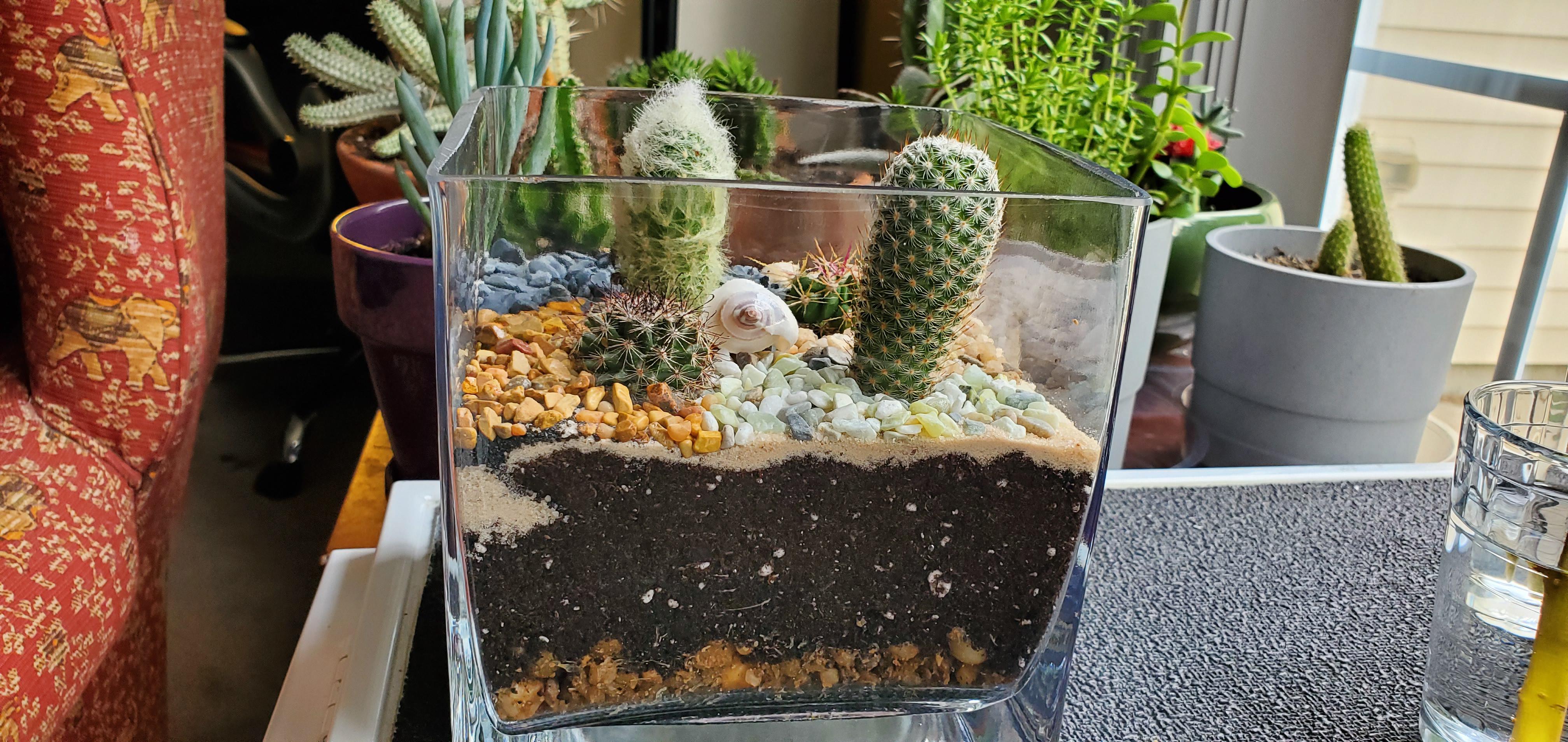 A place near me does build your own terrariums! r/cactus