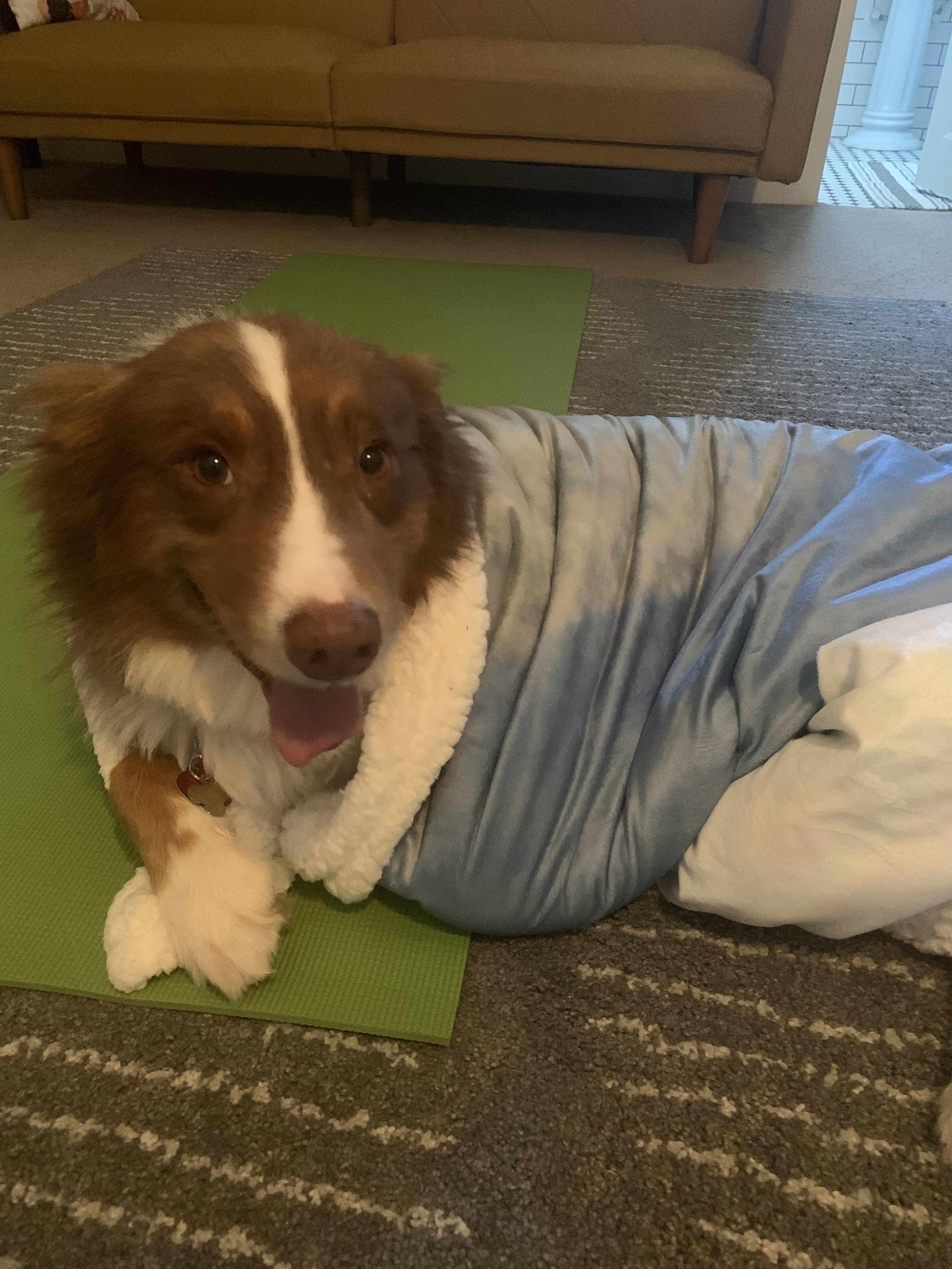 Day 2827173 of quarantine I have swaddled the dog r/rarepuppers