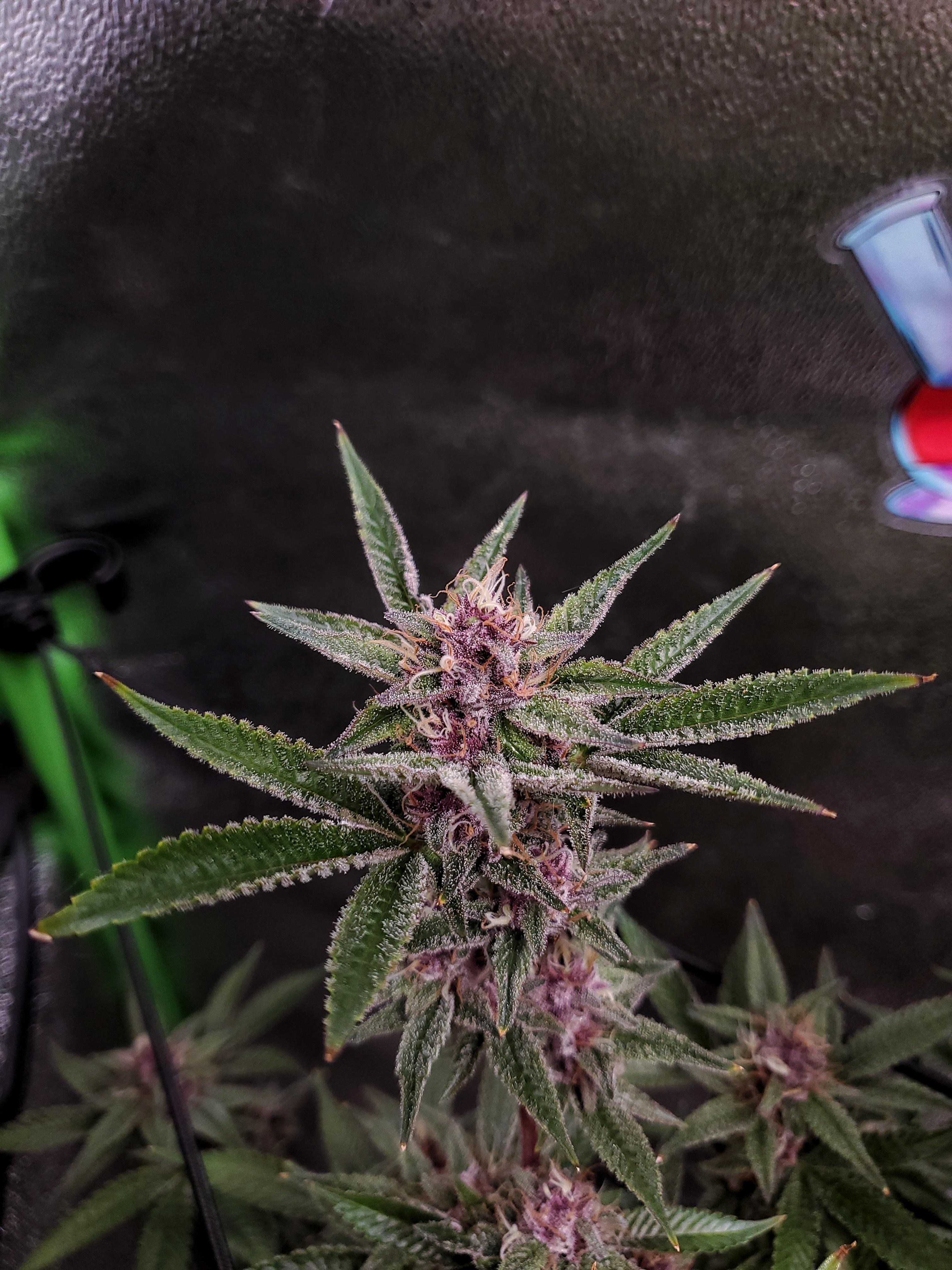 All Gas OG by Humboldt Seed Company grown from seed. Coco coir, Canna