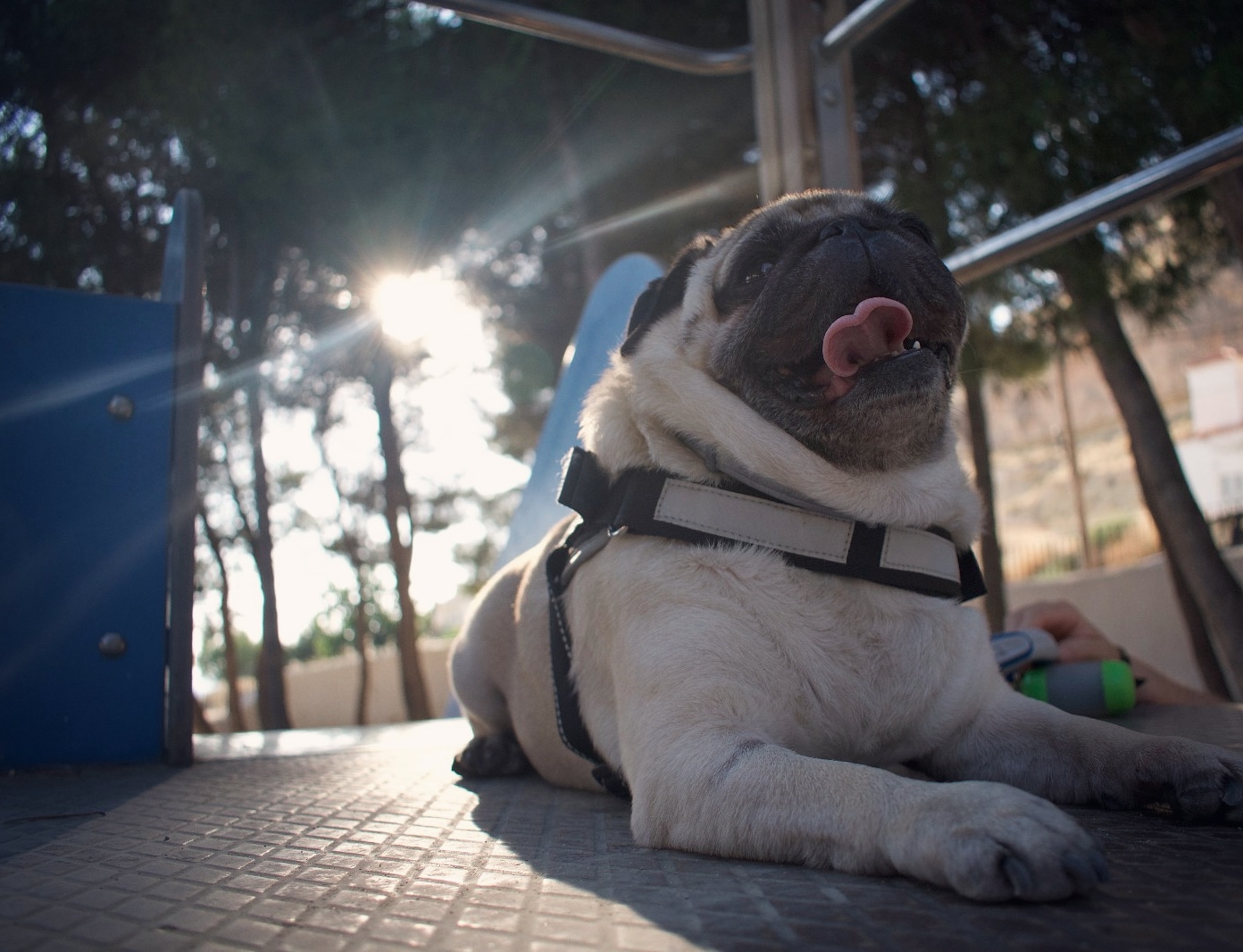 My pug Sancho at the park enjoying the summertime here in Spain. r/pugs