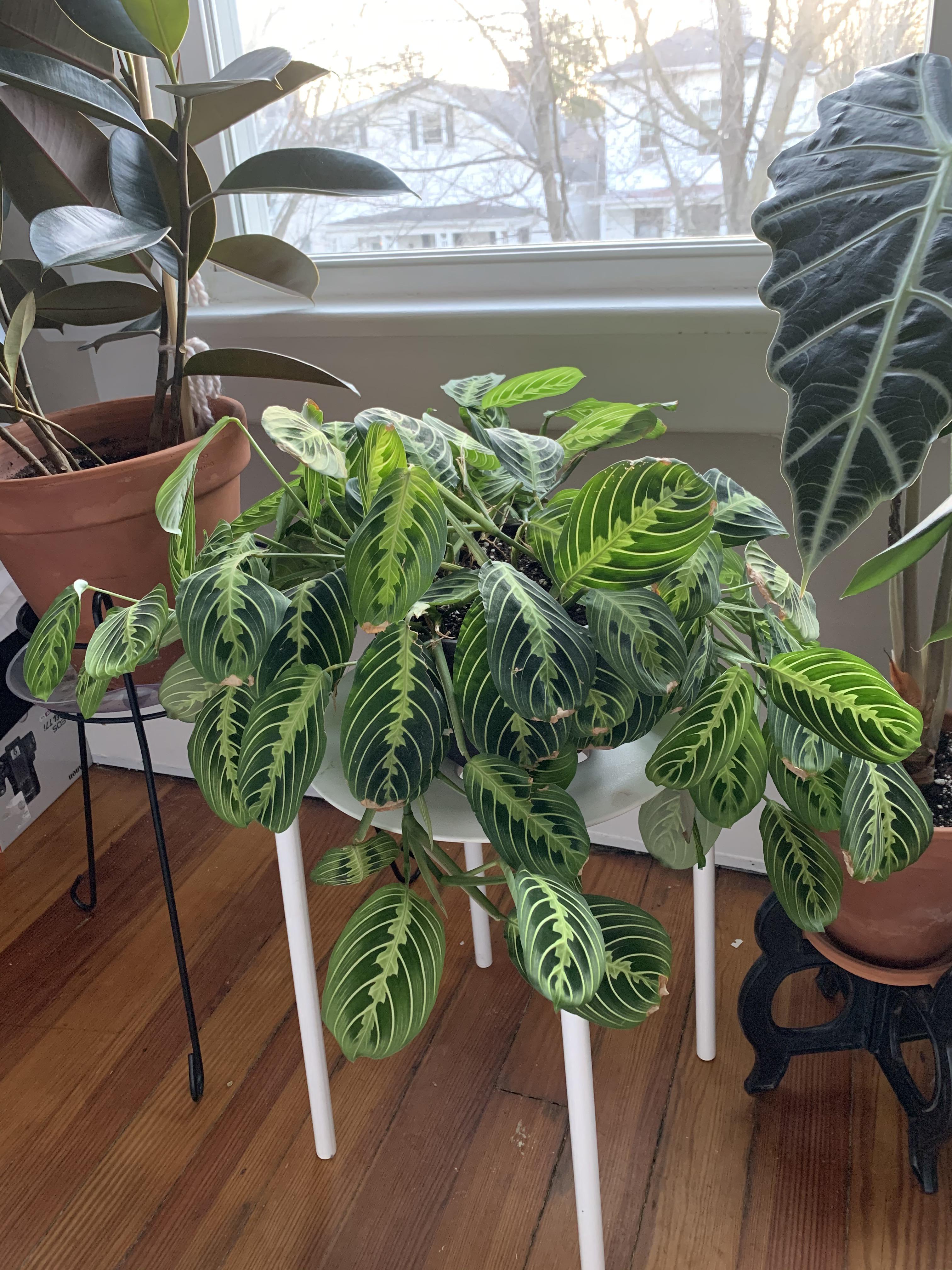 Drooping prayer plant. This guys has grown a ton in the past year so I
