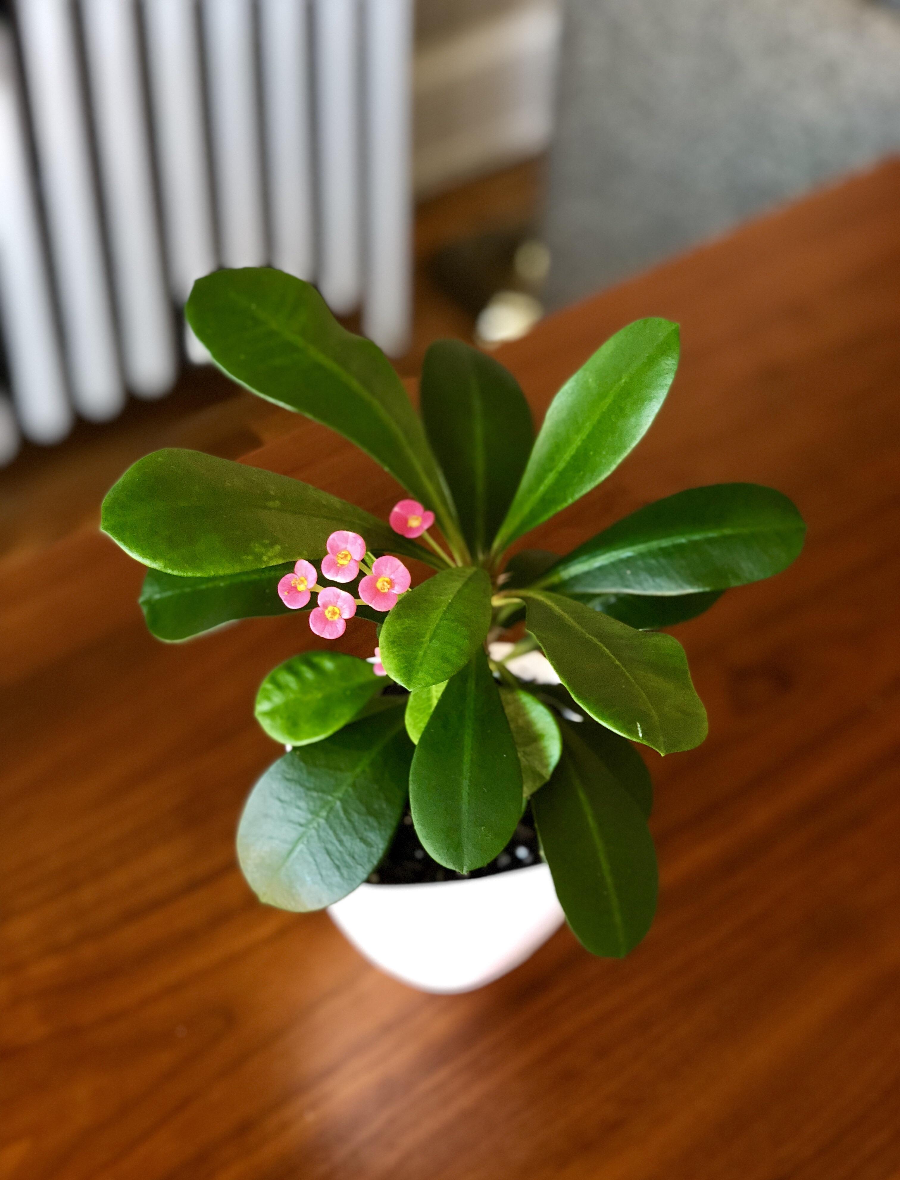 Euphorbia milii, my favorite plants to propogate and my favorite gift