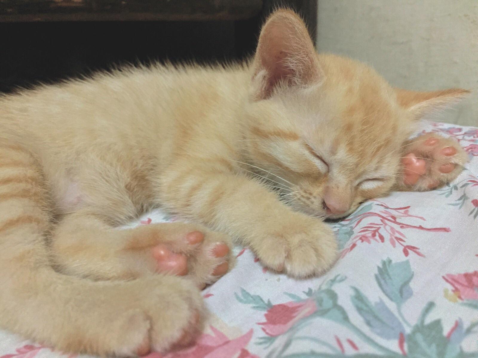 Say goob nyt to my baby Milktea and her peachy beanies jellybeantoes